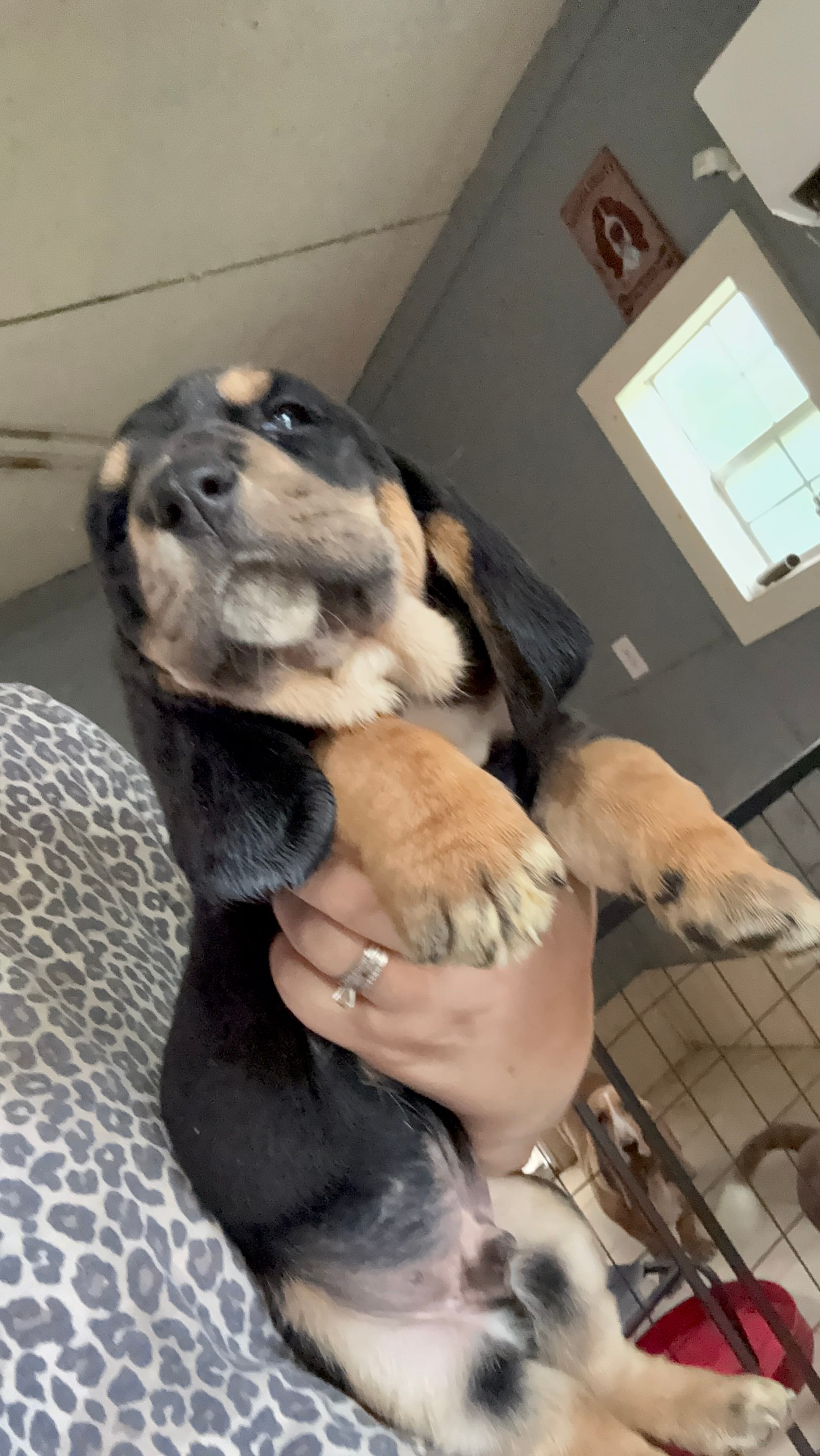 Green – Basset Hound puppy for sale in Blackshear, GA