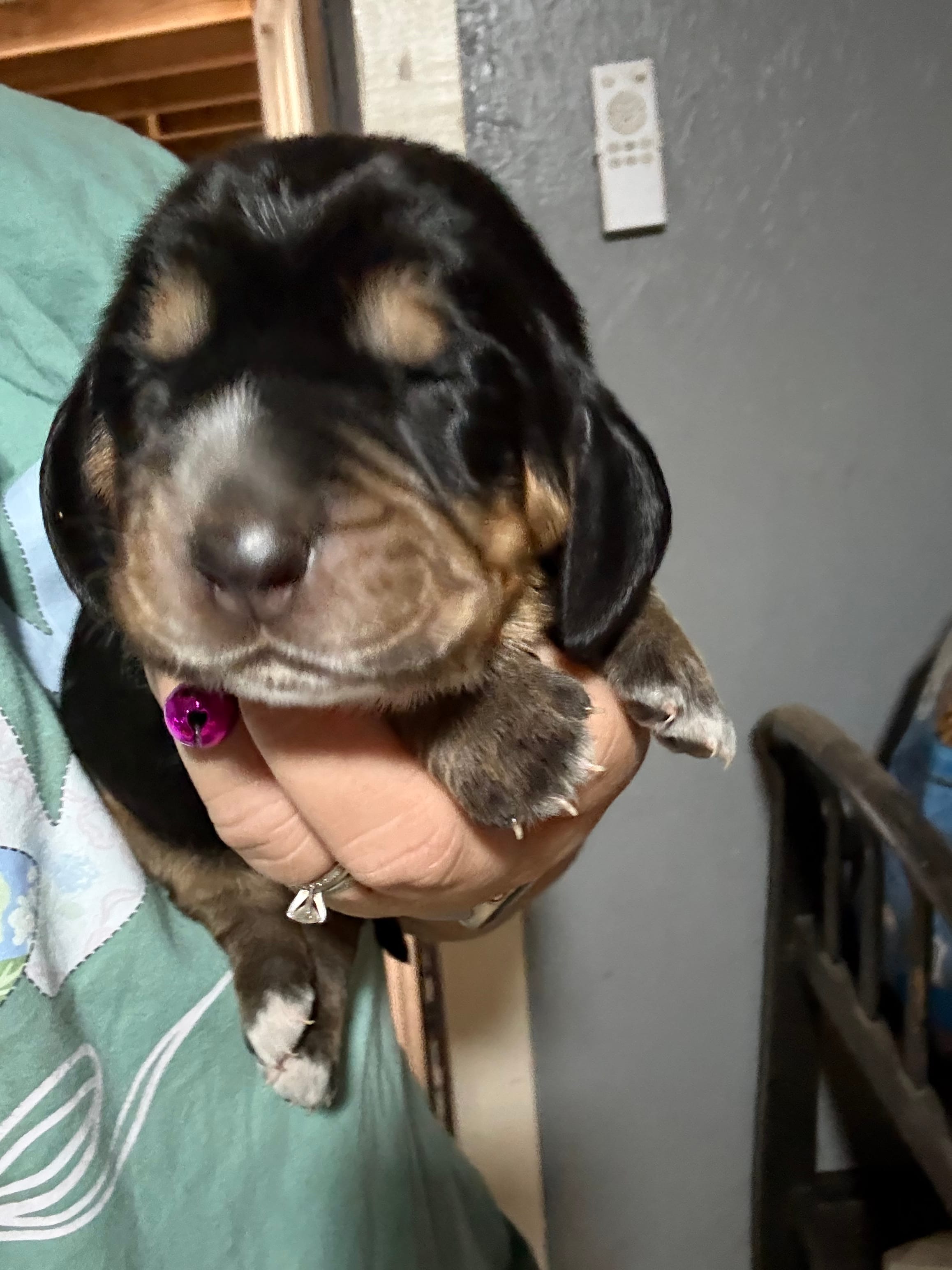 Pink – Basset Hound puppy for sale in Blackshear, GA