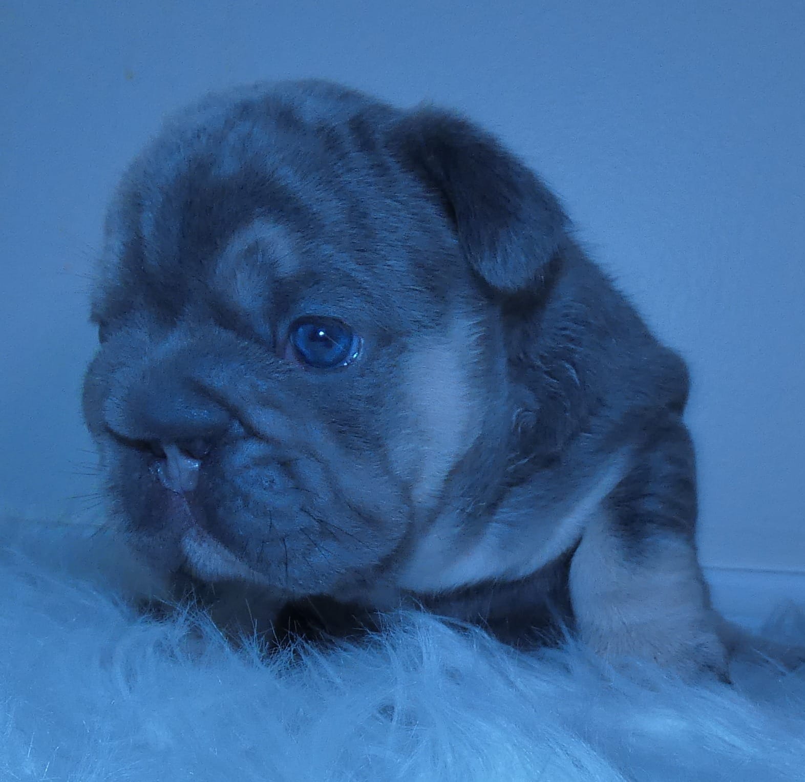 Quality-AKC- Elsa Lilac and Tan Intensity. DNA 6 panel health clear. 