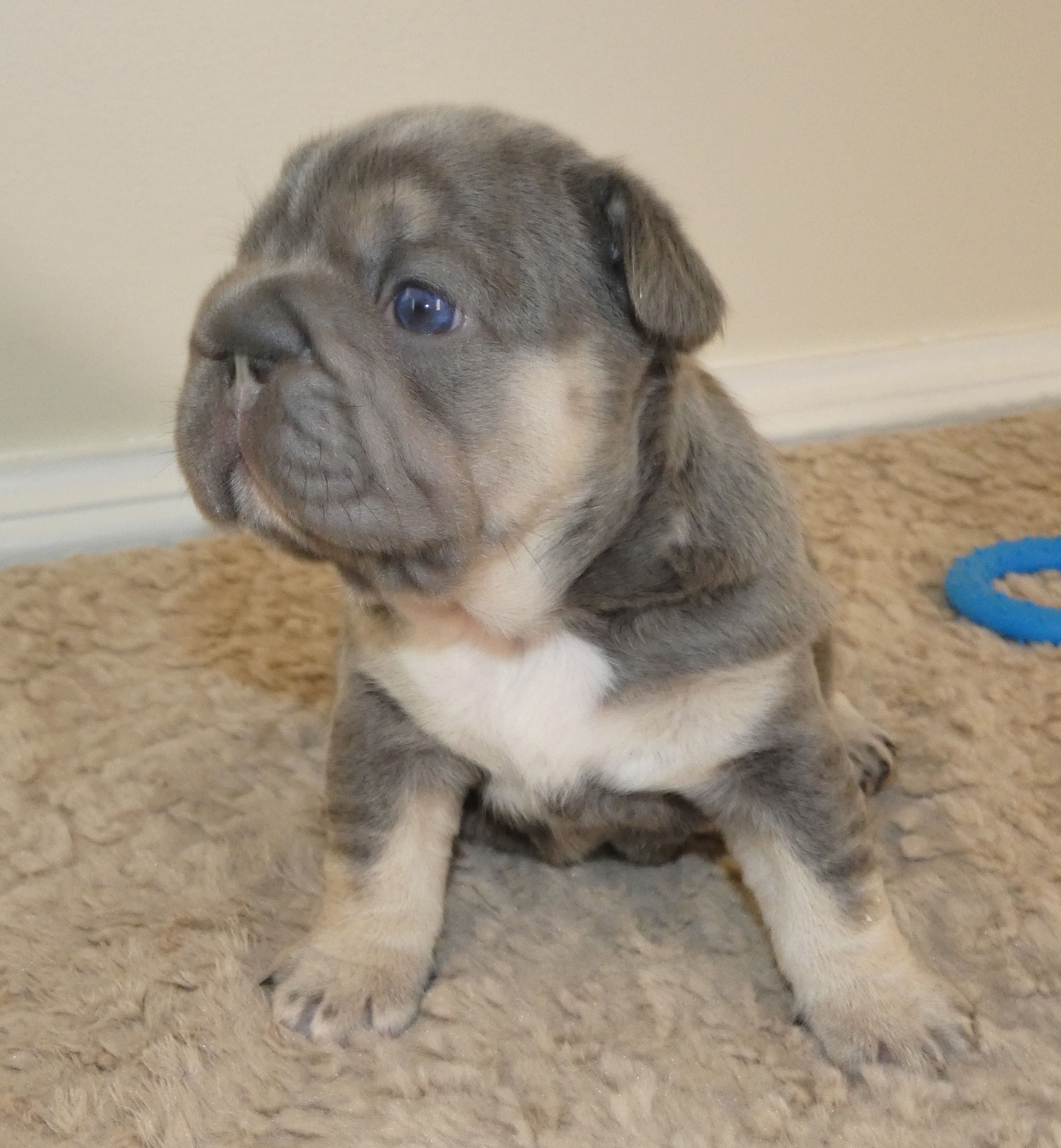 Quality-AKC- Elsa Lilac and Tan Intensity. DNA 6 panel health clear. 