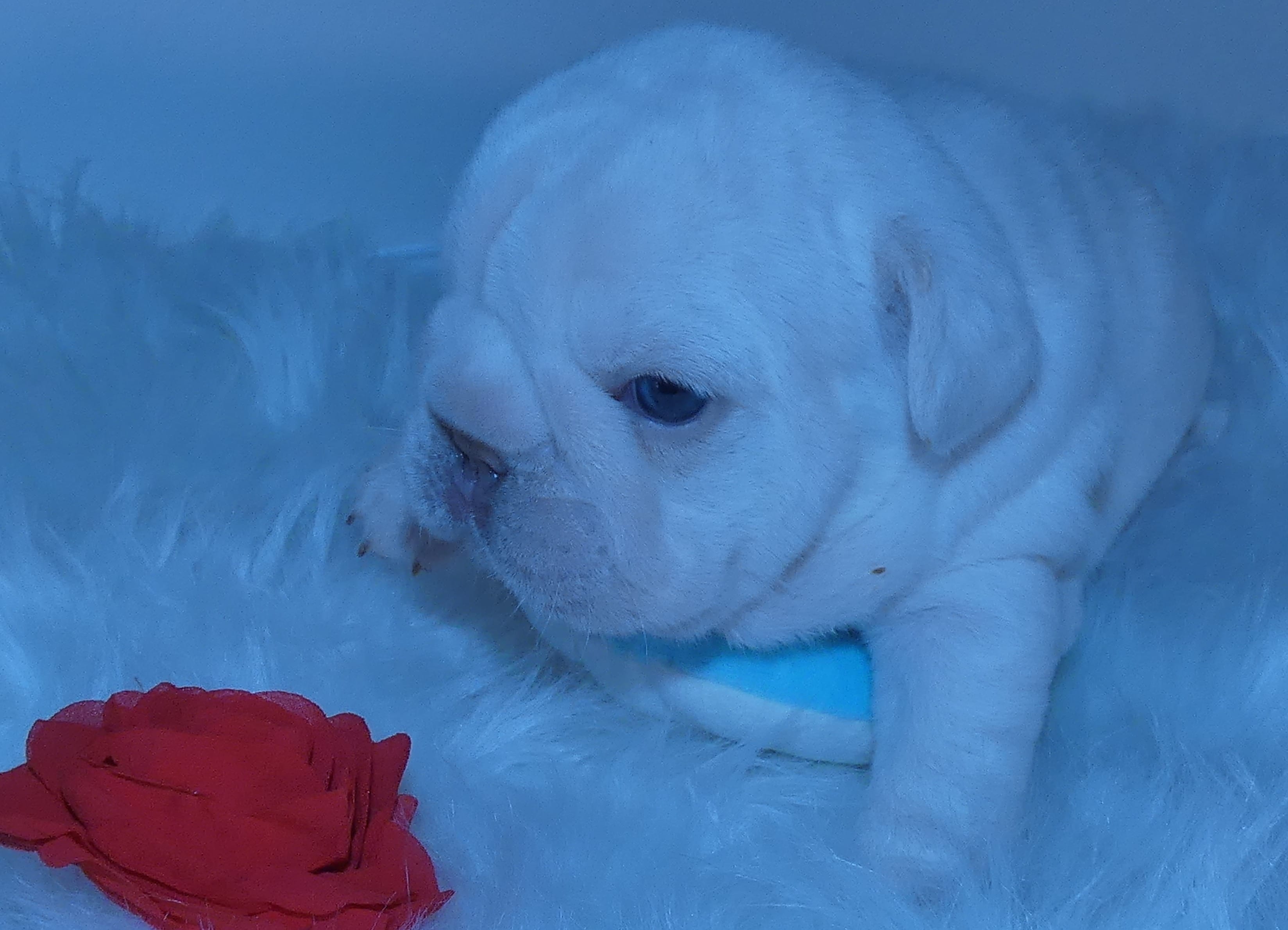 Quality Lilac Platinum Big Rope intensity carries fluffy 6 panel clear