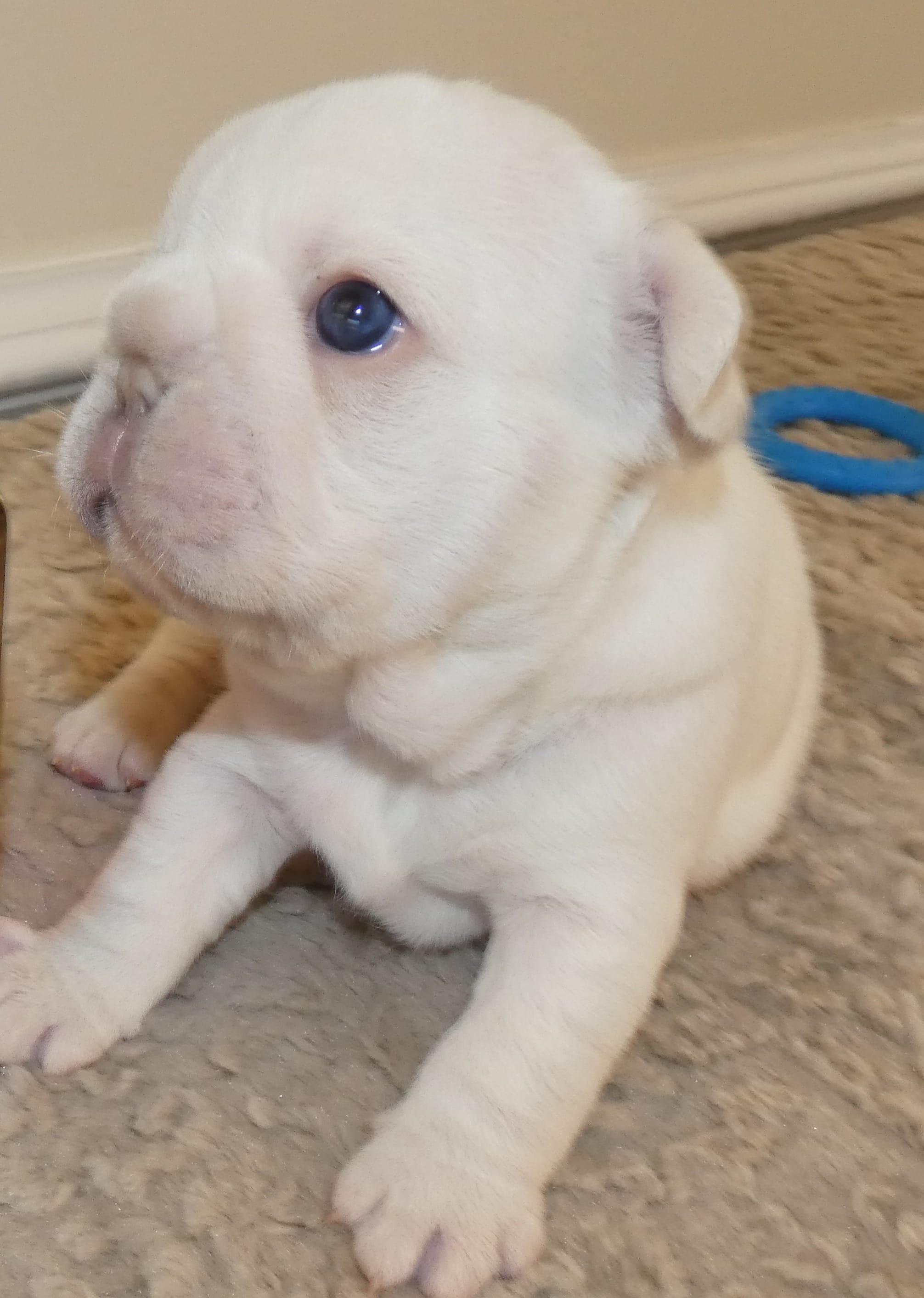 Quality Lilac Platinum Big Rope intensity carries fluffy 6 panel clear