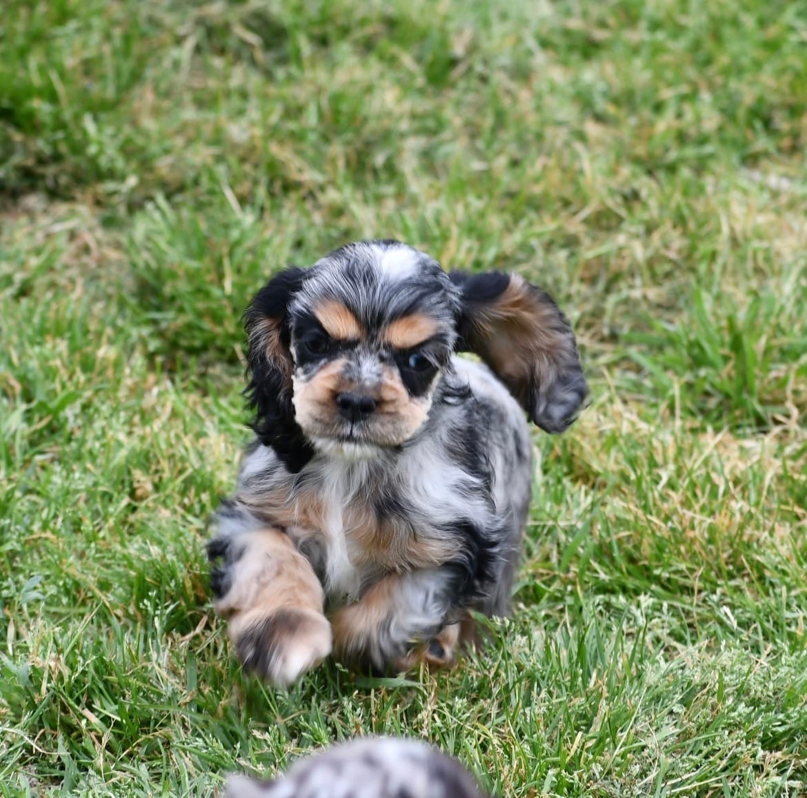 AKC Blue Merle with Tan Points  – Cocker Spaniel puppy for sale in Kaufman, TX