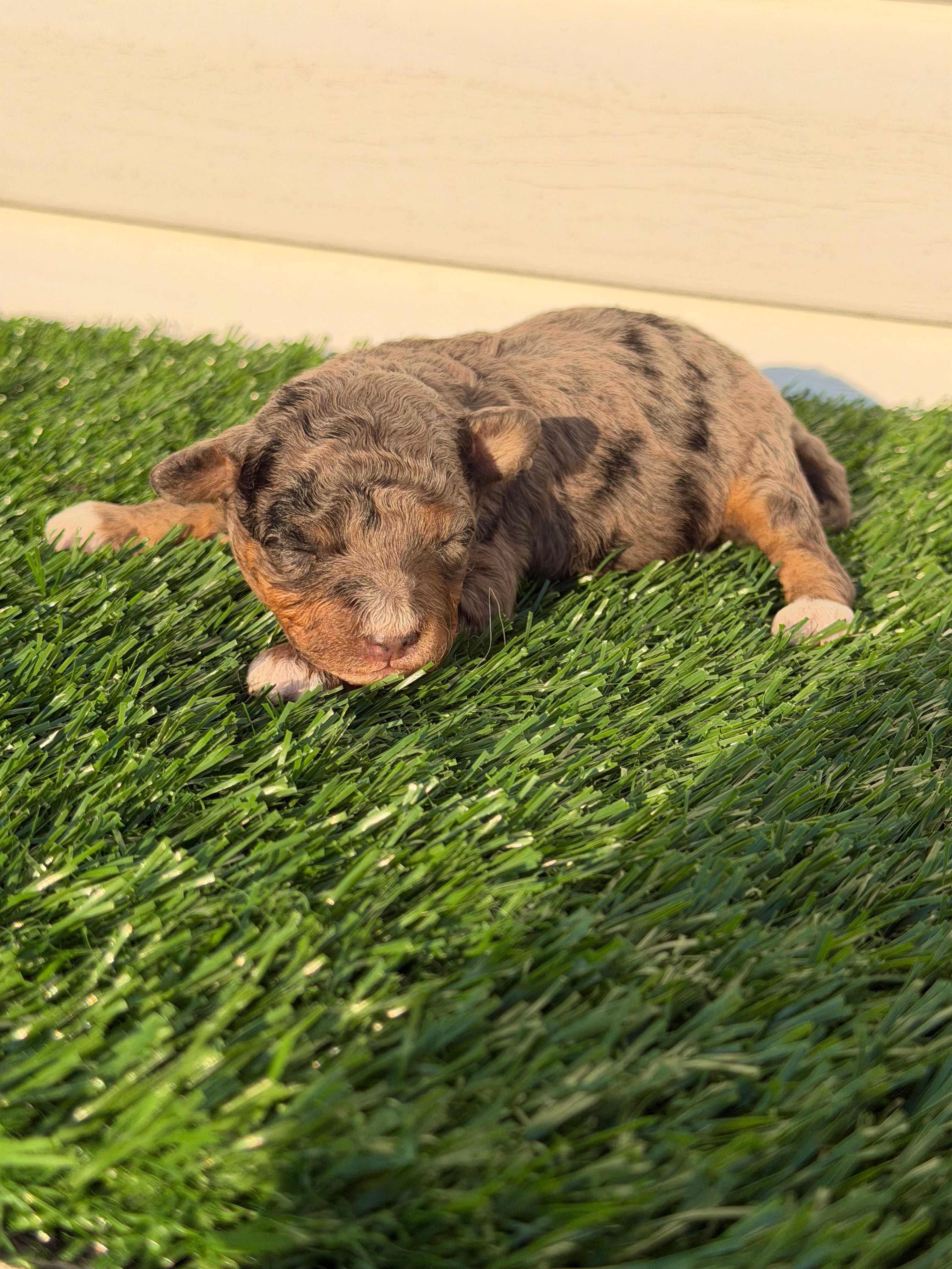 Tipsy – Miniature Bernedoodle, Miniature Aussiedoodle puppy for sale in Dayton, OH
