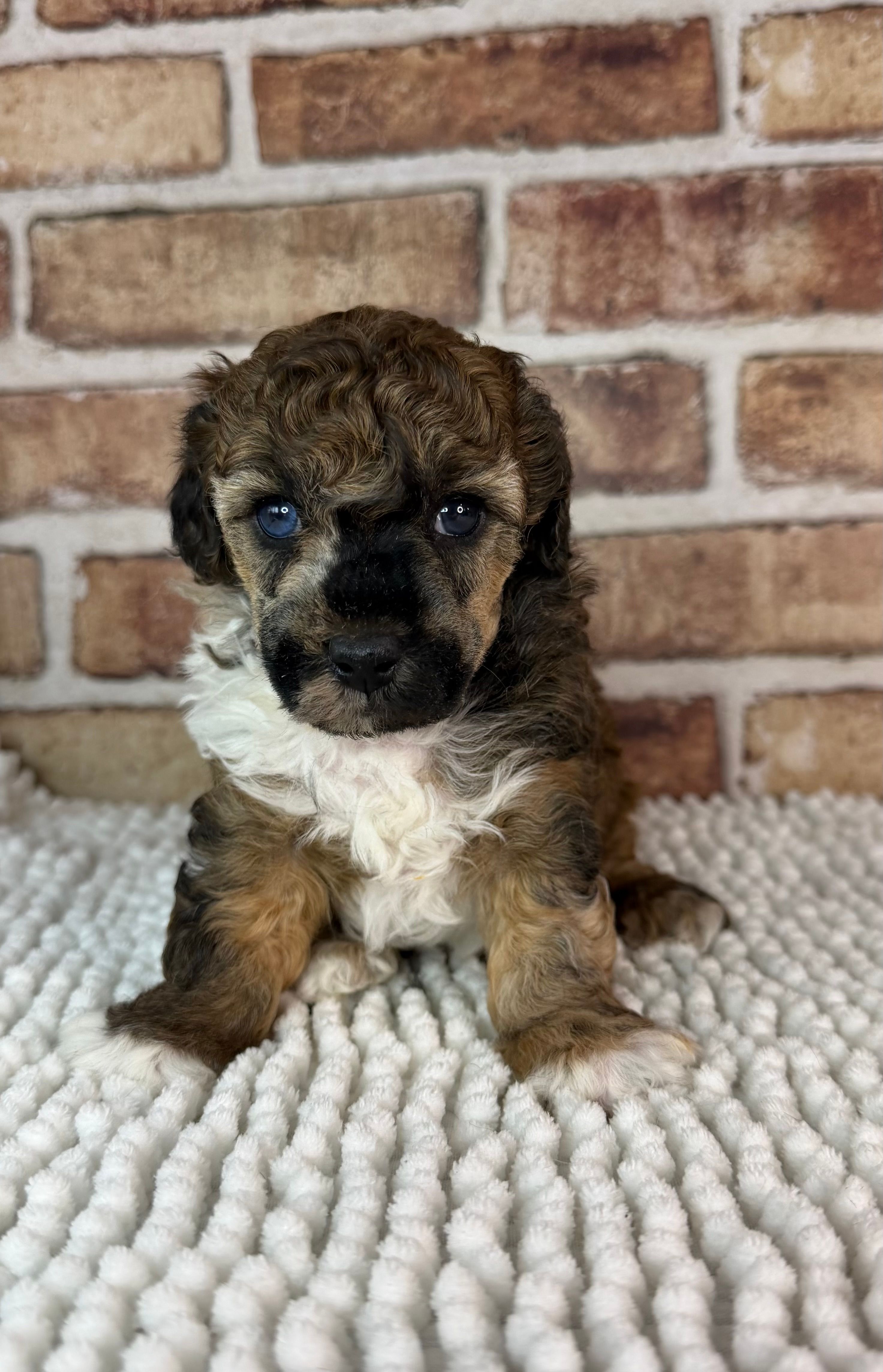 AKC Wrangler – Poodle - Toy  puppy for sale in Dayton, OH