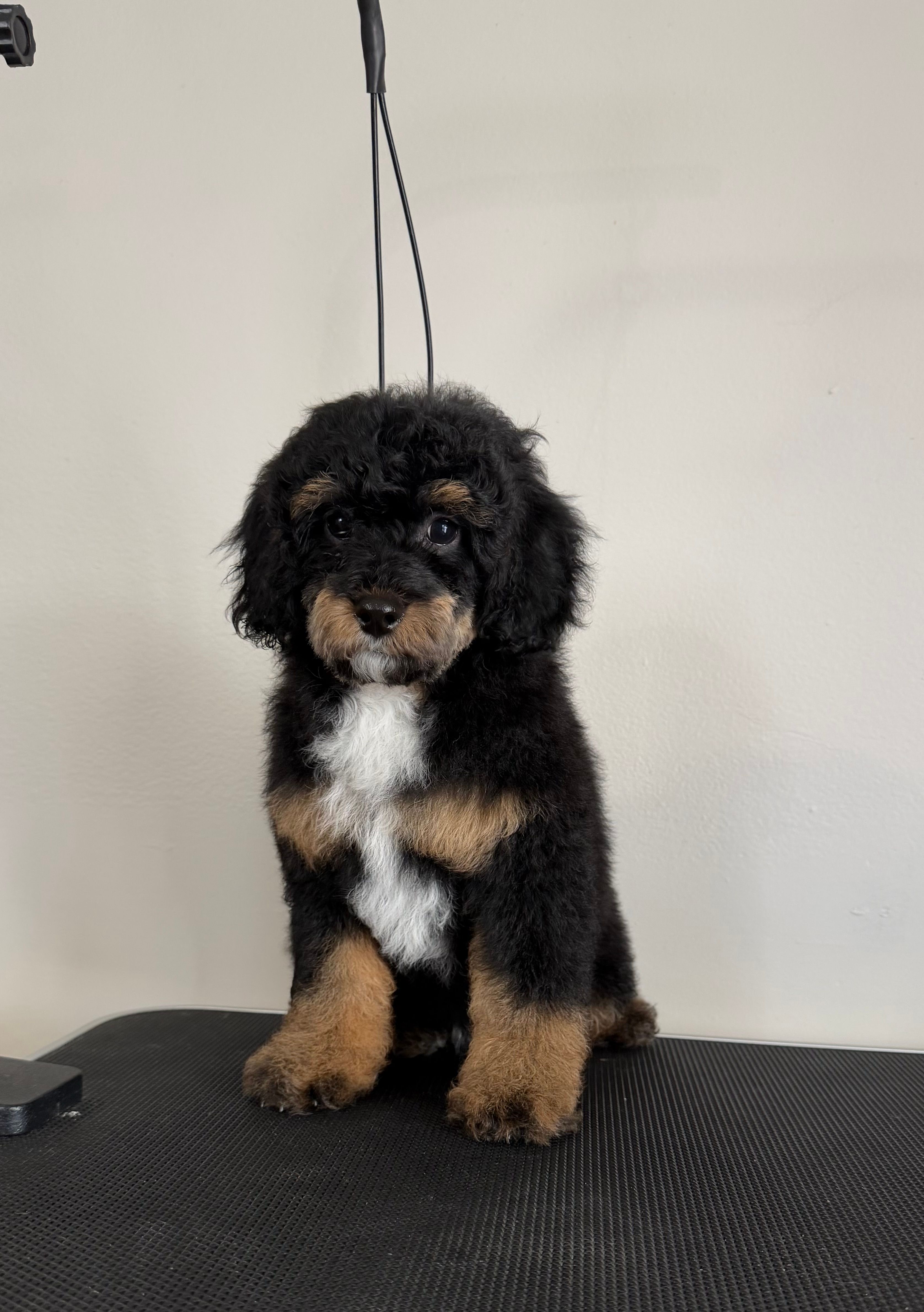 Steele – Poodle - Miniature  puppy for sale in Dayton, OH