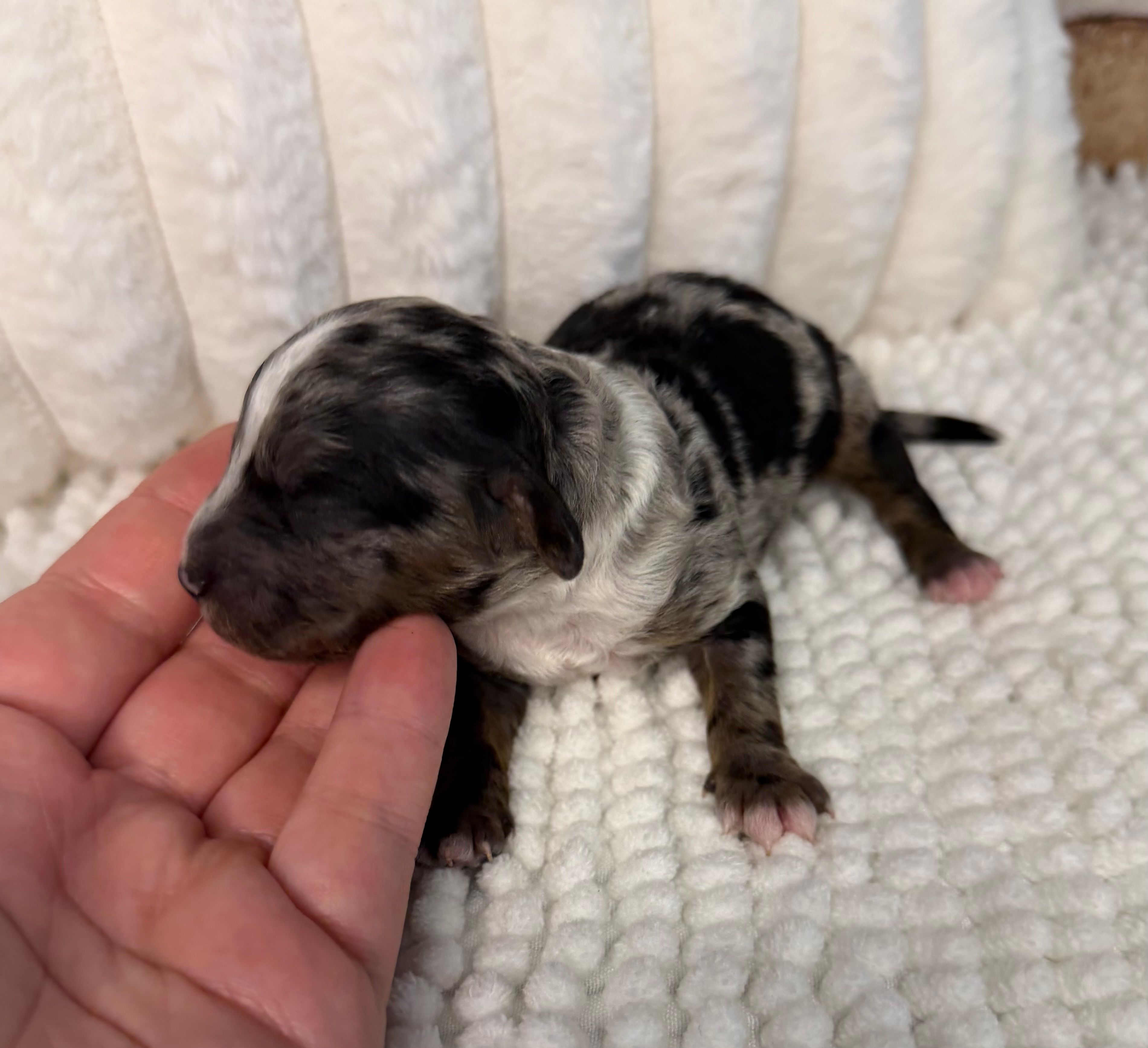 Merle Boy 1 – Poodle - Miniature  puppy for sale in Dayton, OH