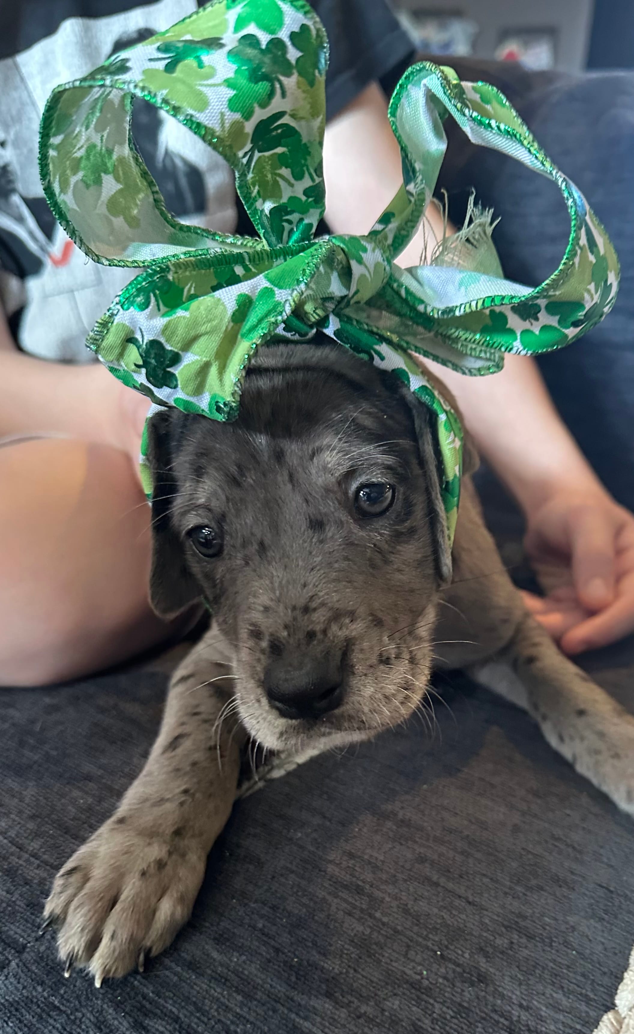 Luna  – Great Dane, English Mastiff puppy for sale in Dayton, OH