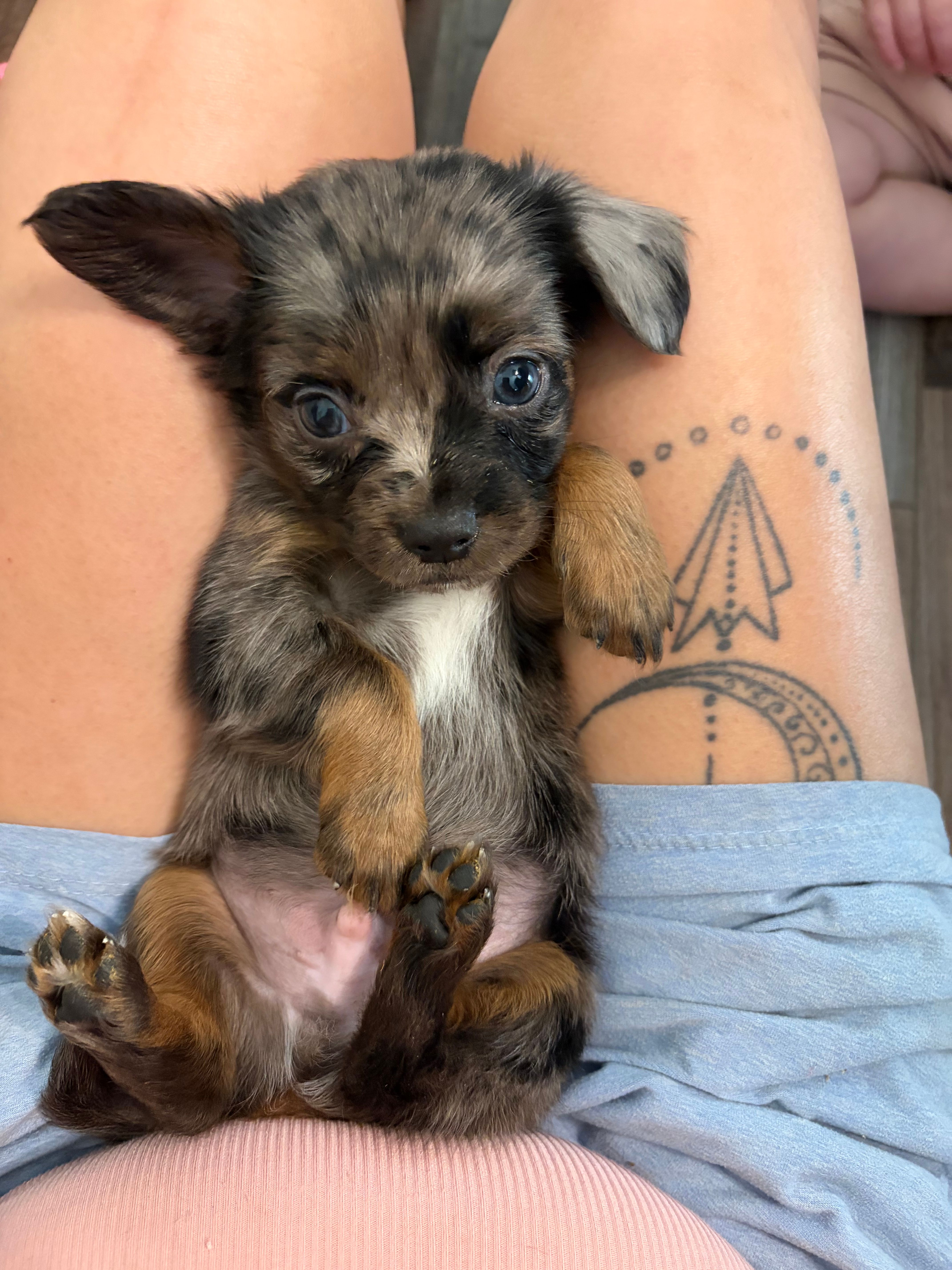 Charlie – Chihuahua puppy for sale in Festus, MO