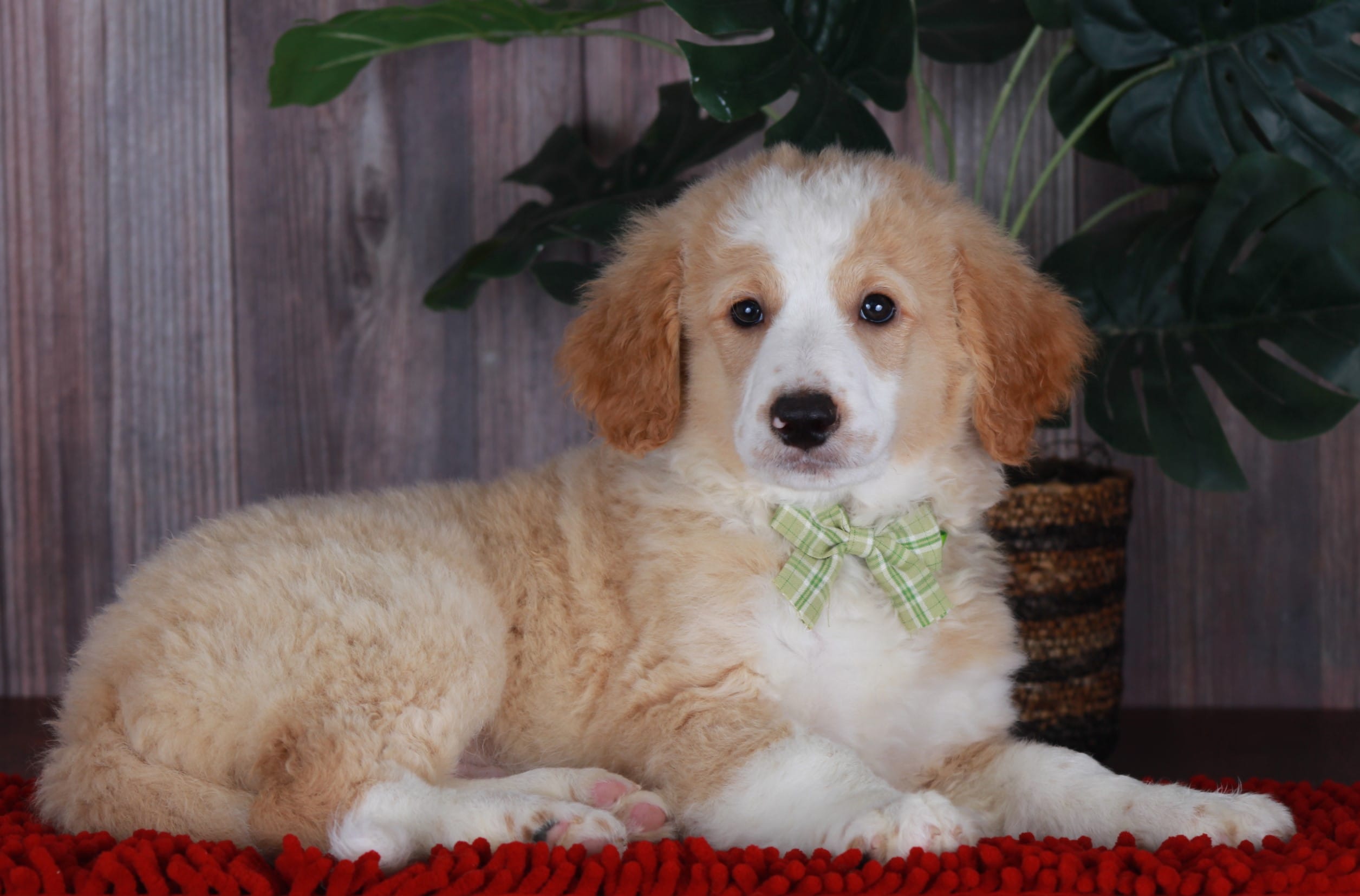 CHAD – Bernedoodle, Miniature Aussiedoodle puppy for sale in Murray, KY
