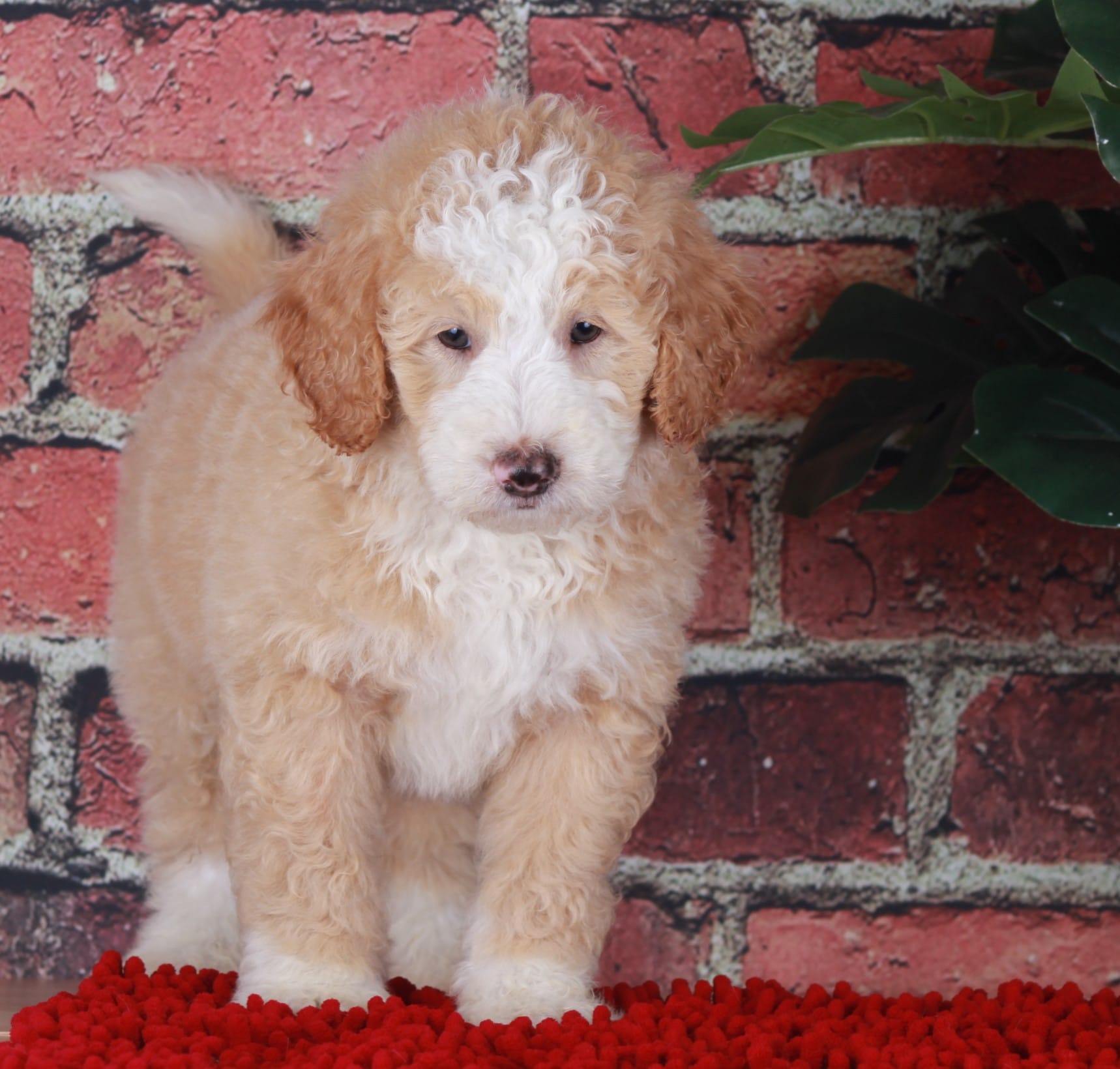 CHASE – Bernedoodle, Miniature Aussiedoodle puppy for sale in Murray, KY