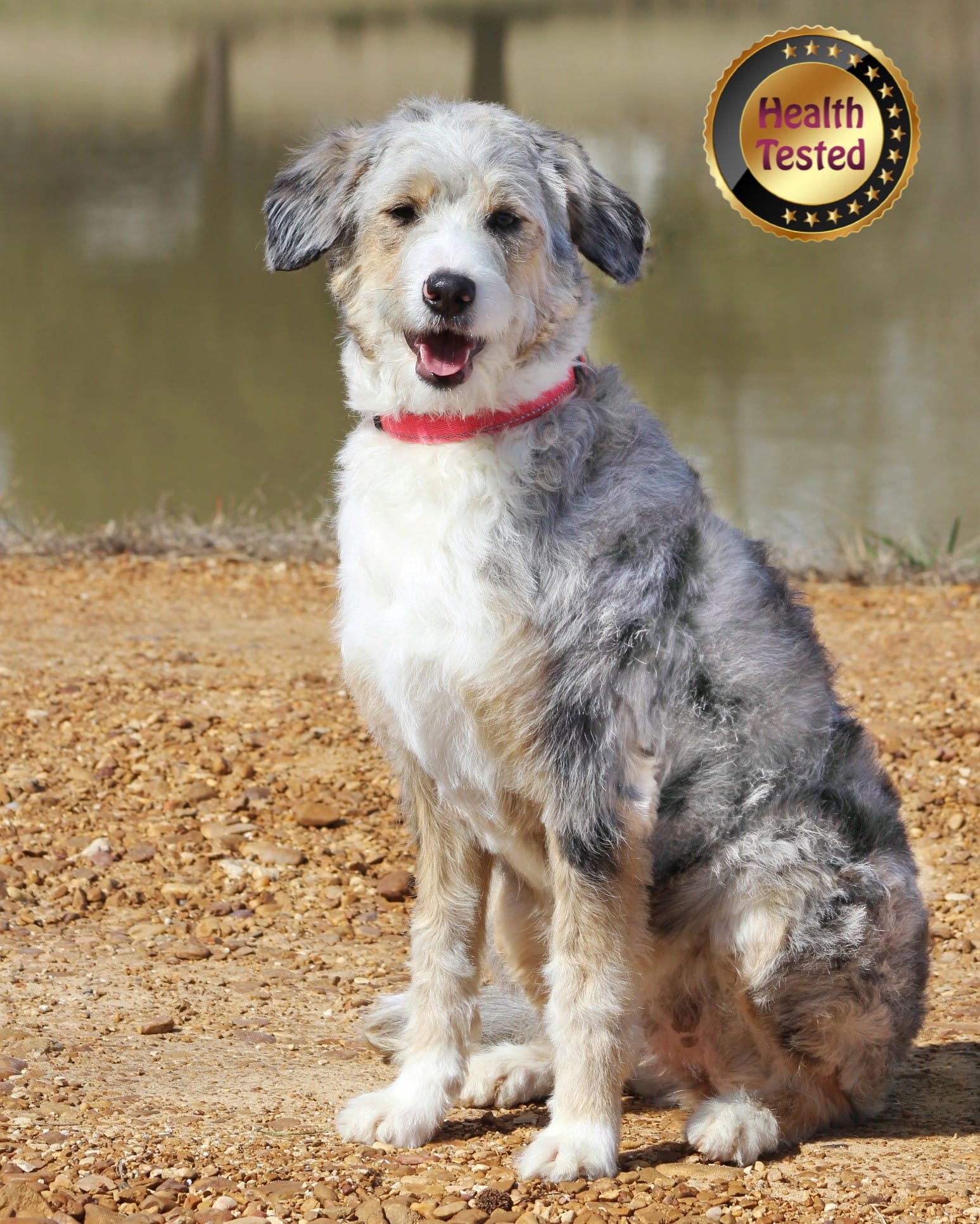 JIREH – Aussiedoodle puppy for sale in Murray, KY