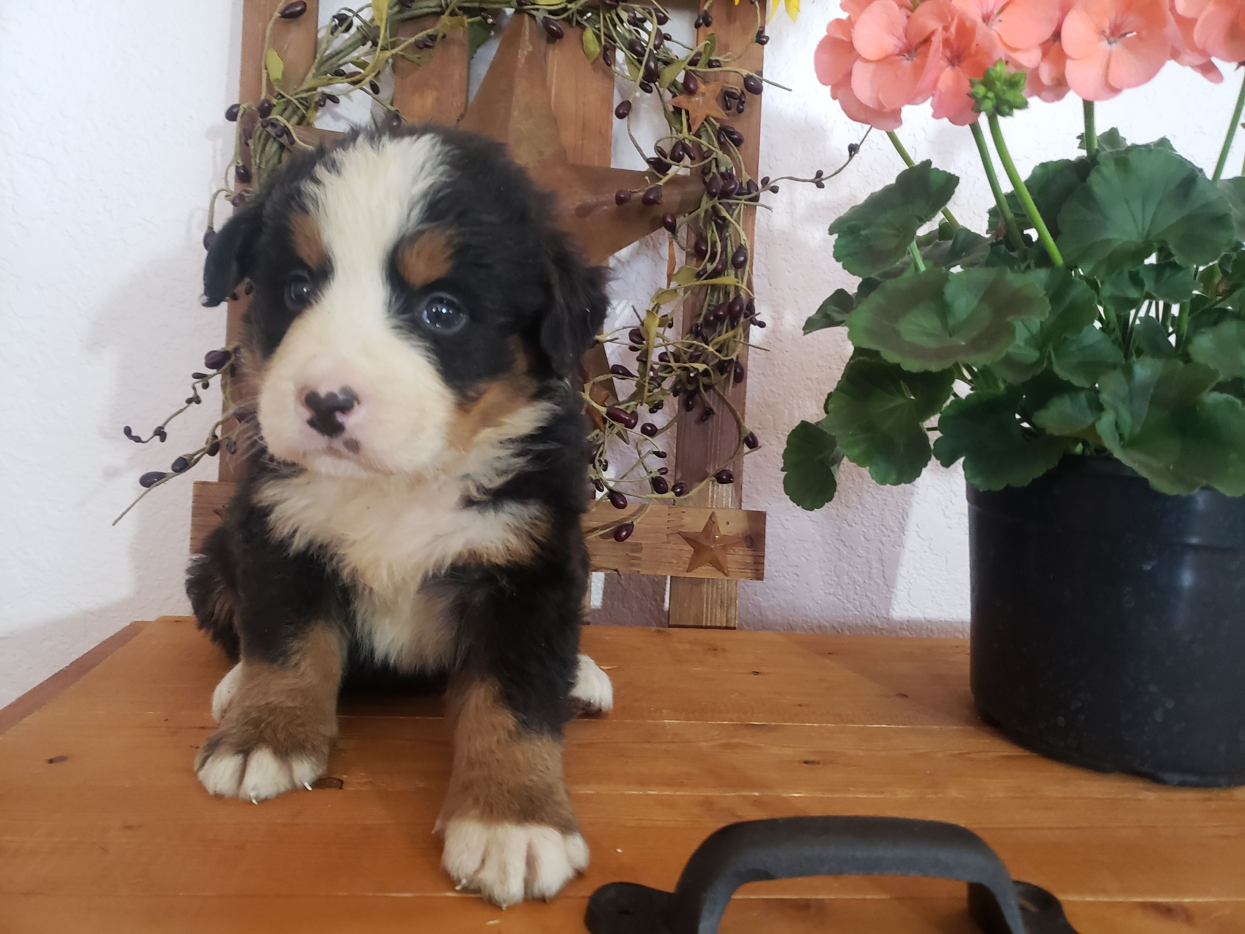 Lena – Bernese Mountain Dog puppy for sale in New Haven, IN