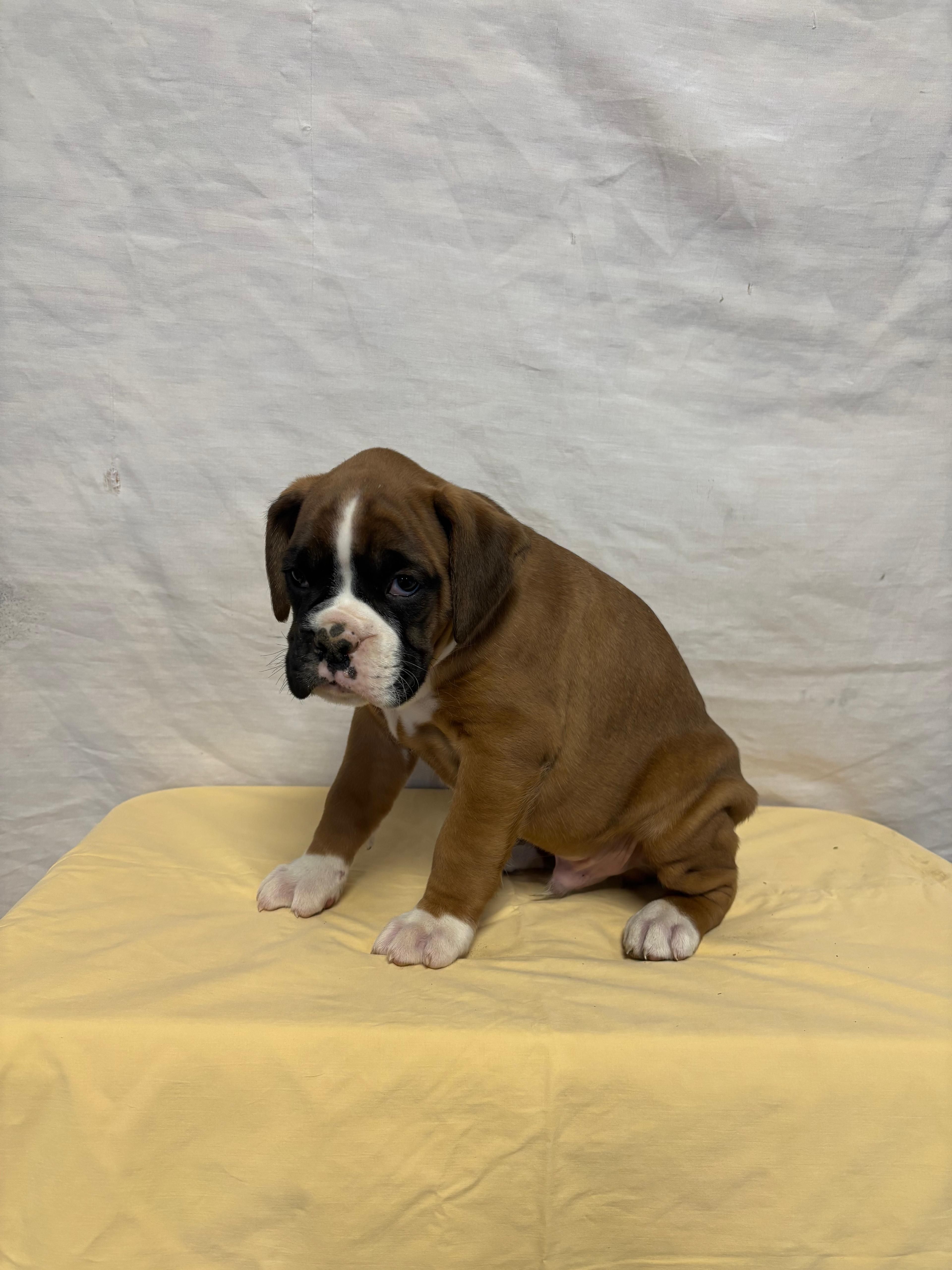 Alex – Boxer puppy for sale in Wooster, OH