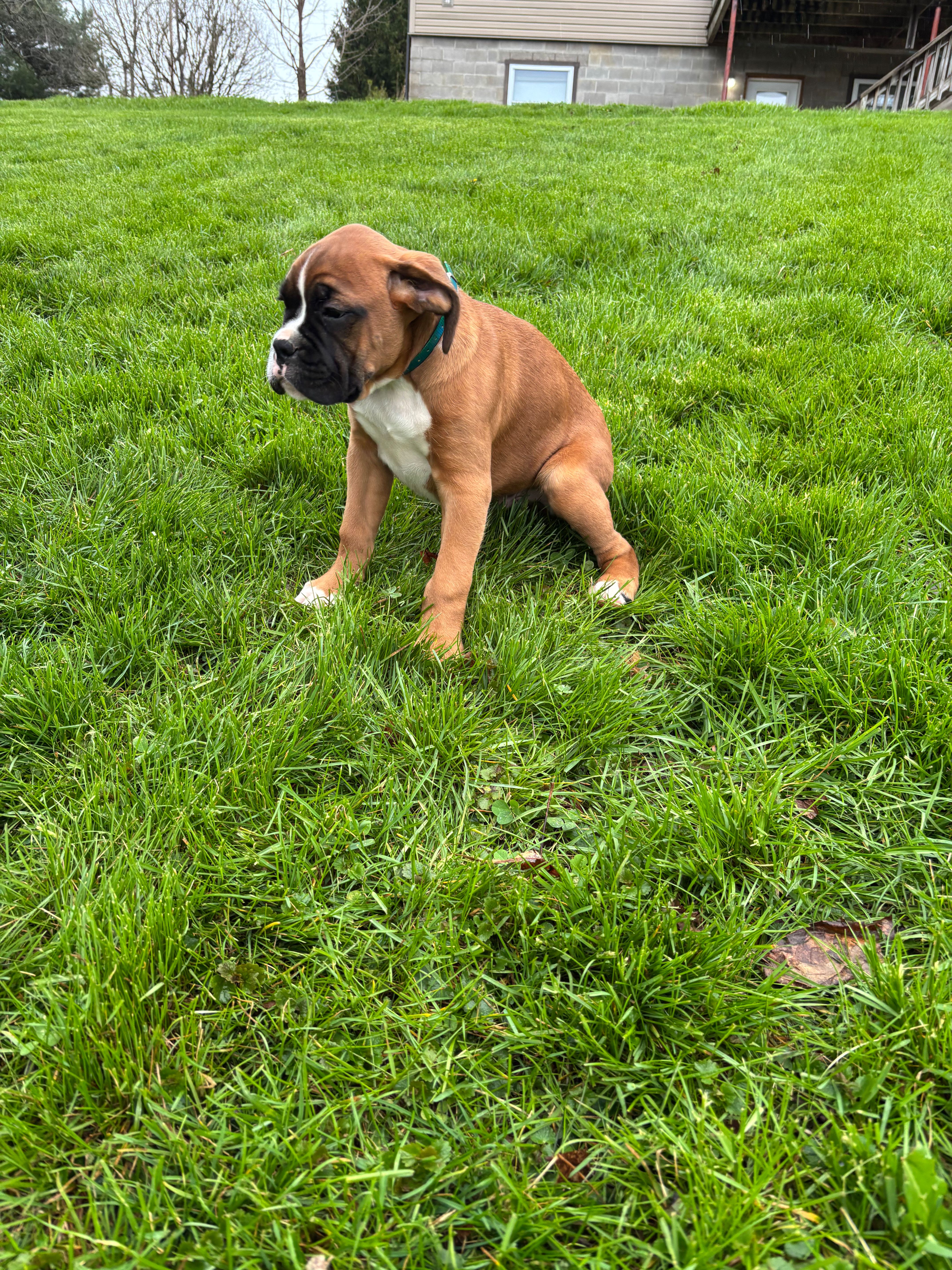 Arthur – Boxer puppy for sale in Wooster, OH