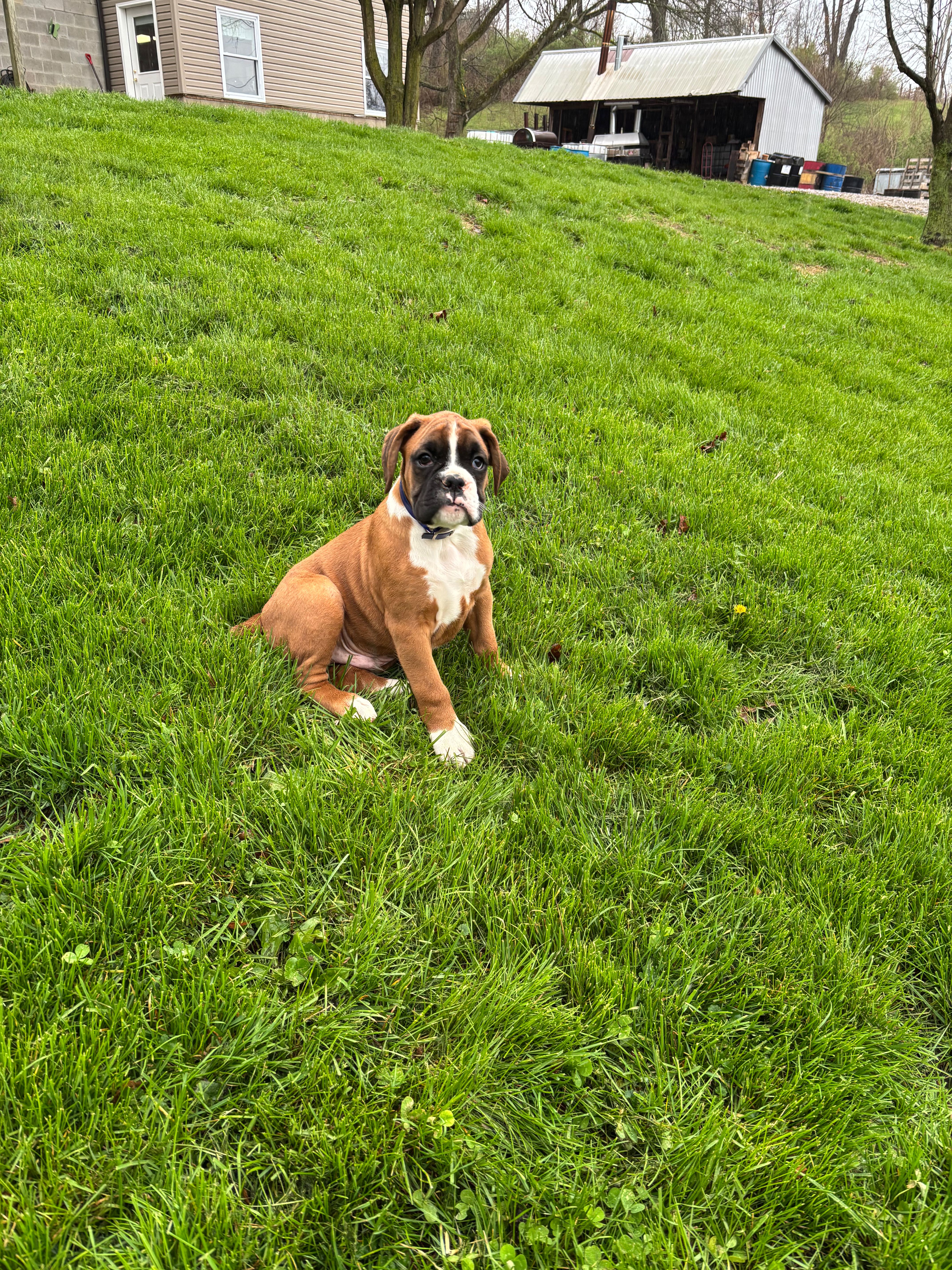 Alex – Boxer puppy for sale in Wooster, OH