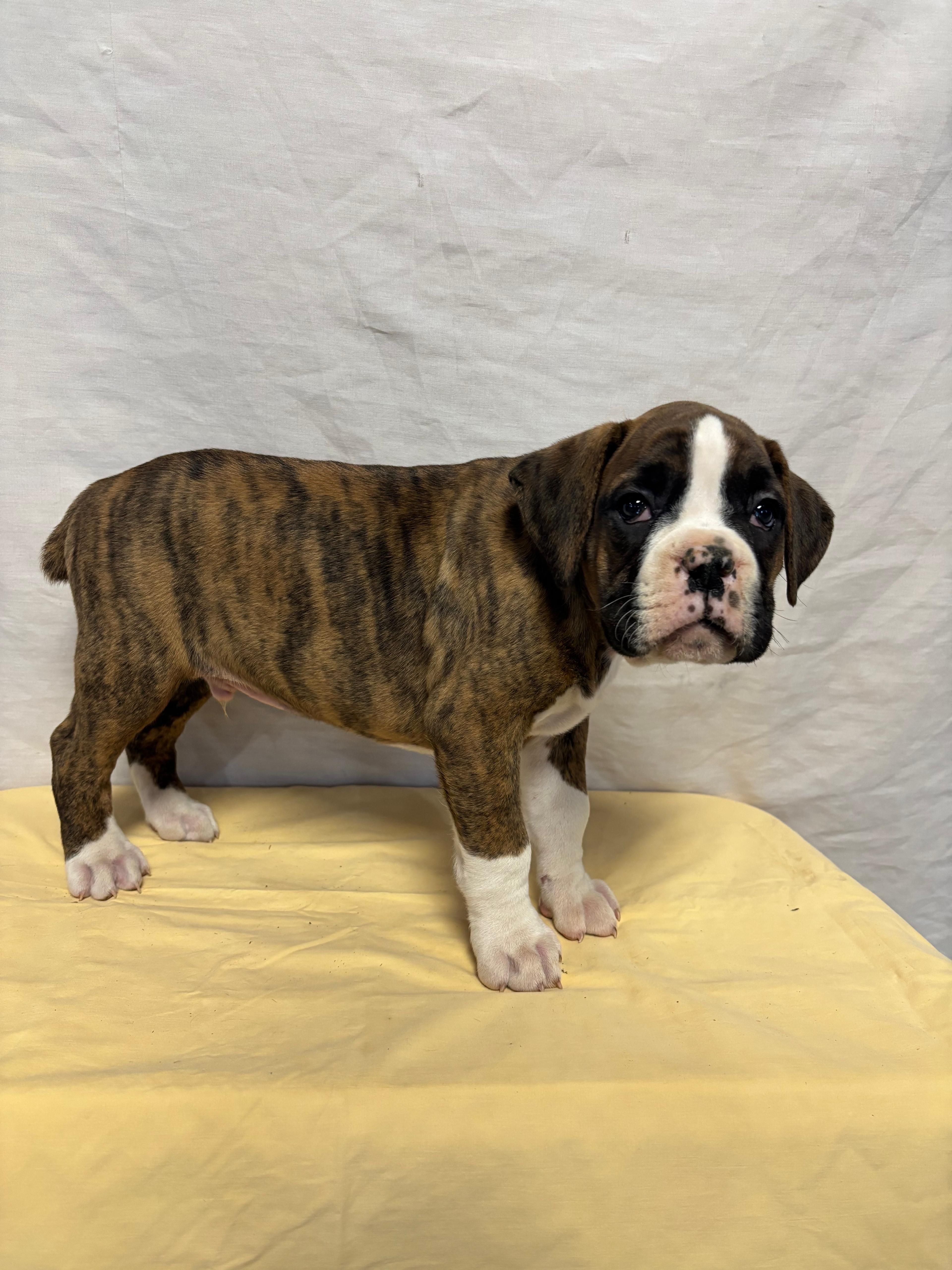 Dakota, a male Boxer for sale in Wooster, OH – Photo 2 of 3