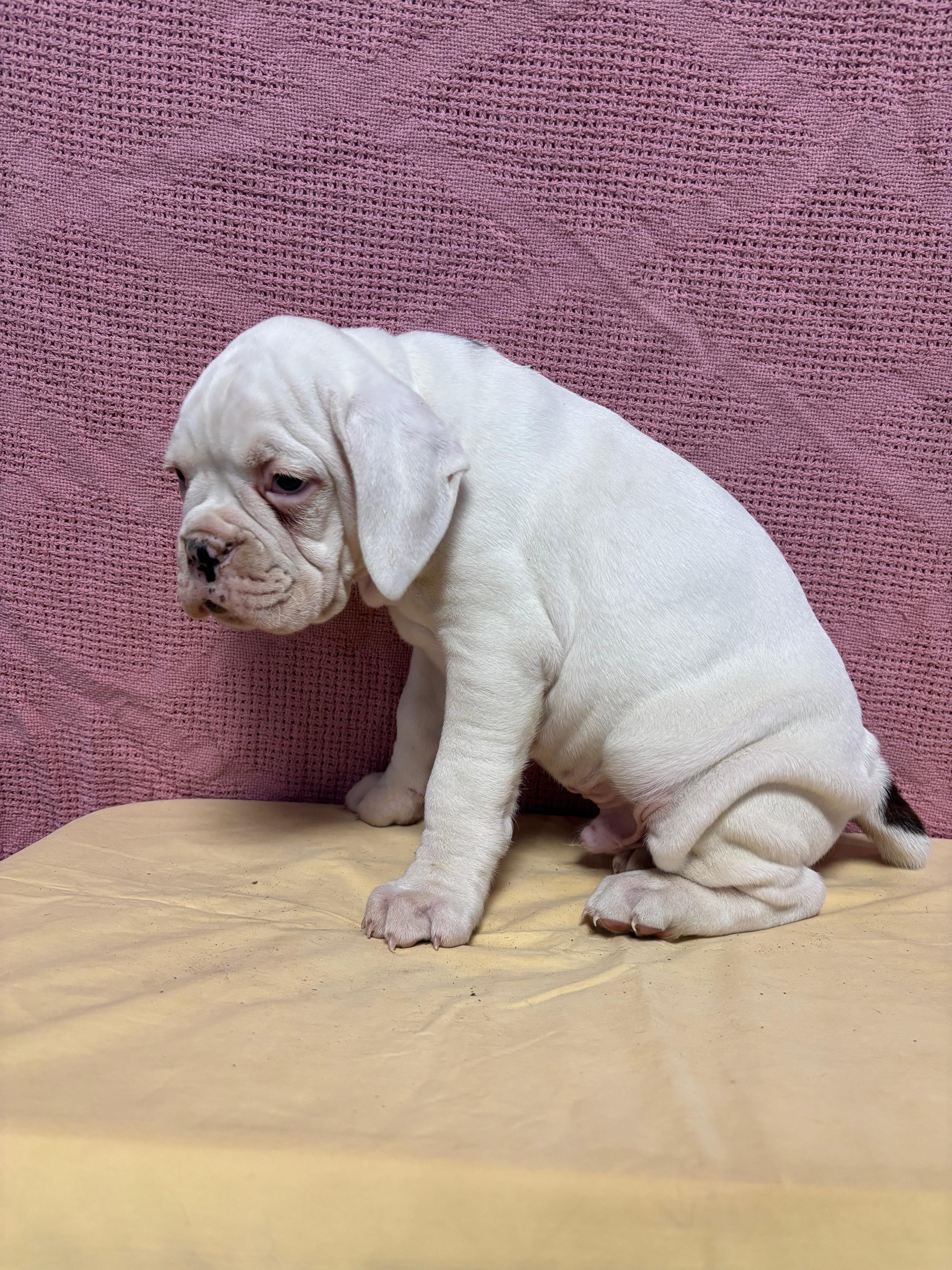 Acer – Boxer puppy for sale in Wooster, OH