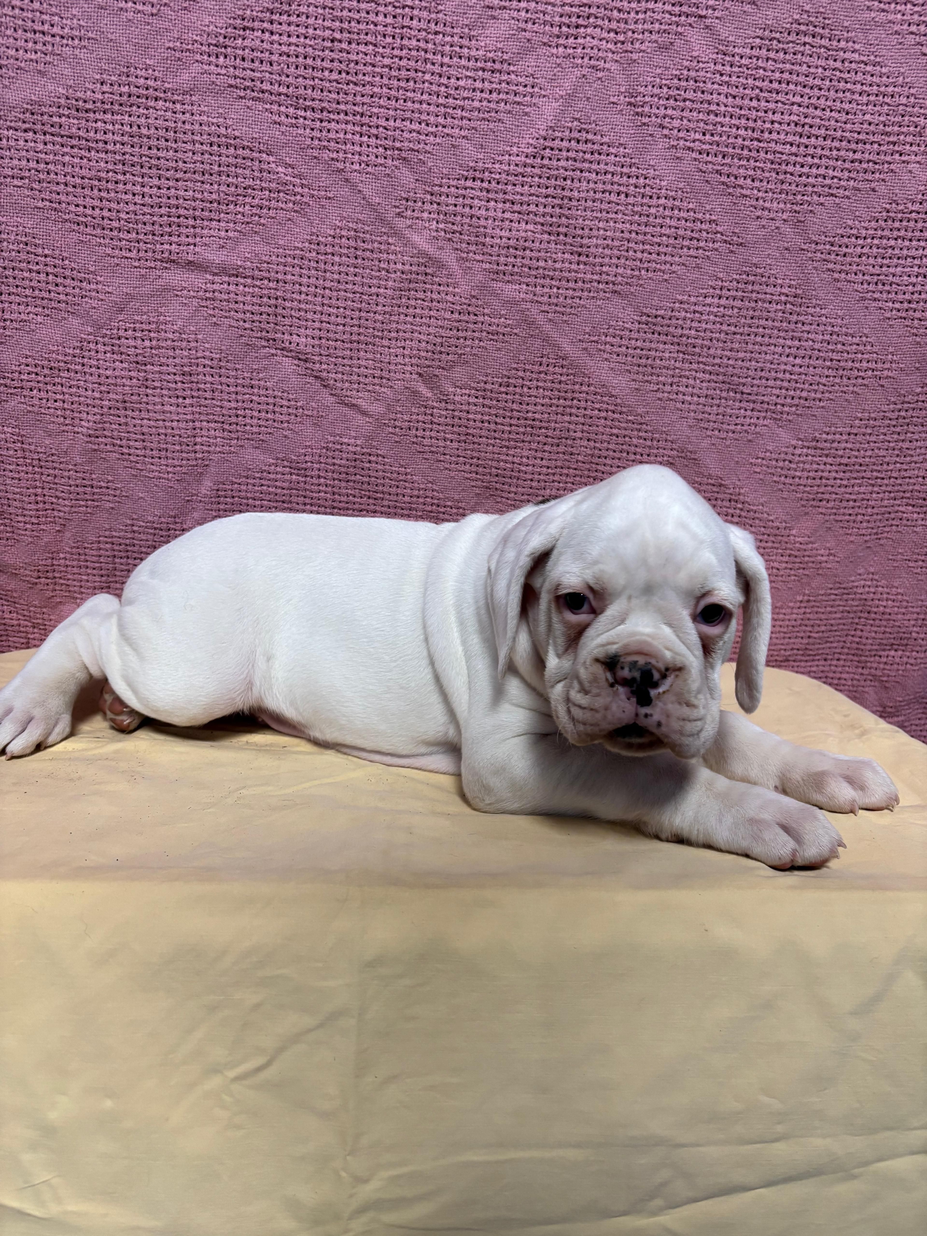 Acer, a male Boxer for sale in Wooster, OH – Photo 3 of 3