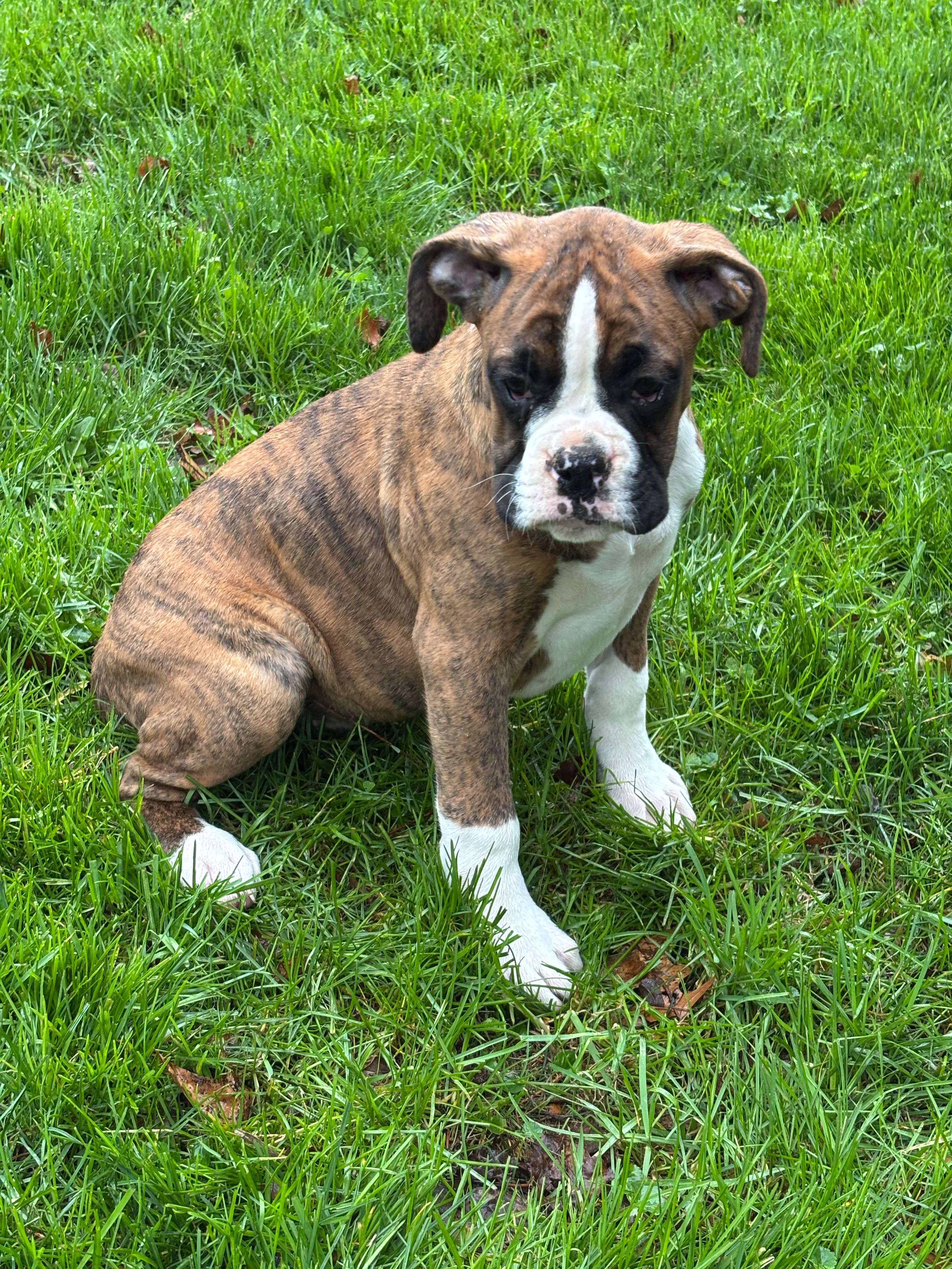 Dakota – Boxer puppy for sale in Wooster, OH