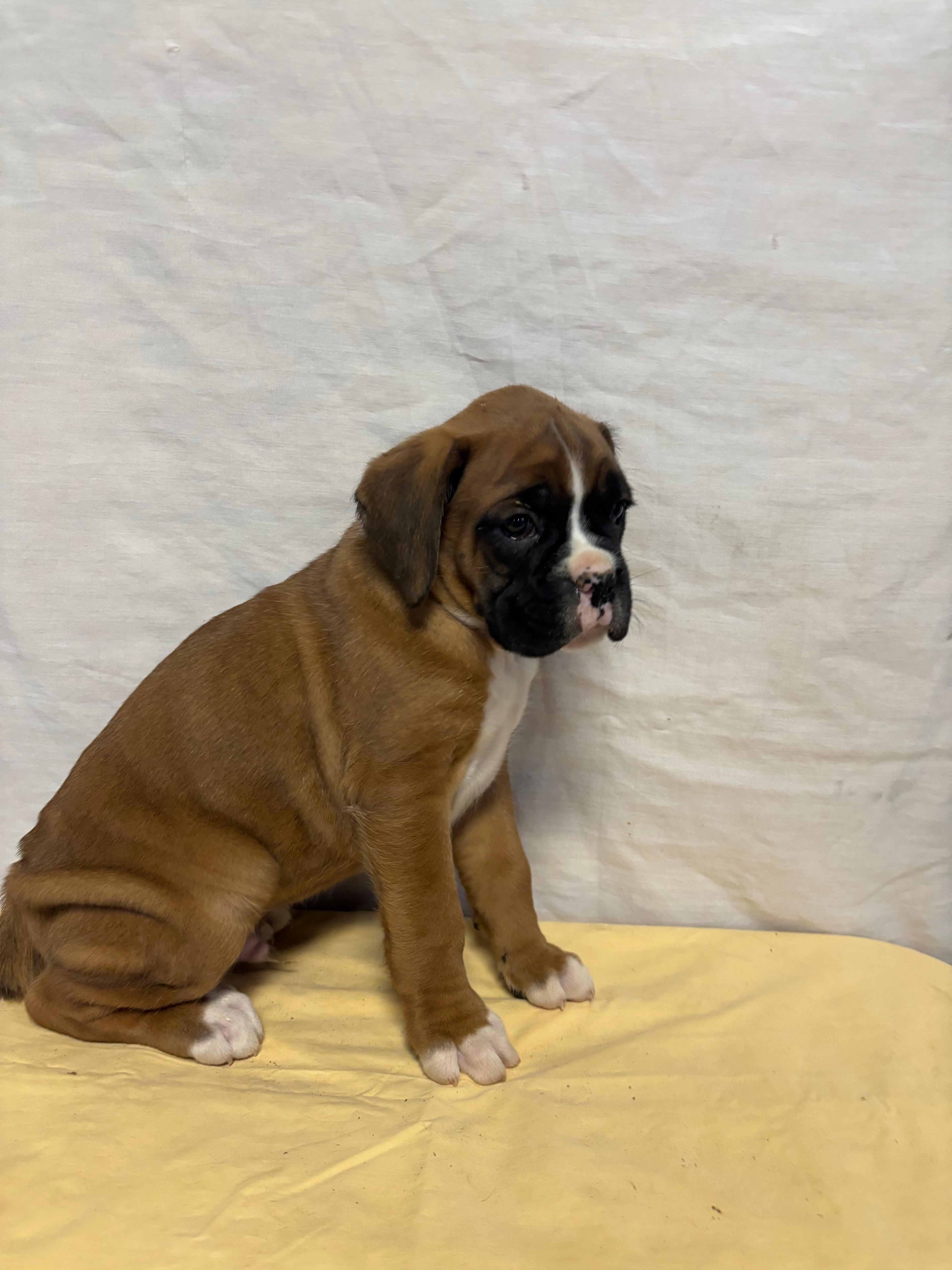 Arthur, a male Boxer for sale in Wooster, OH – Photo 3 of 3
