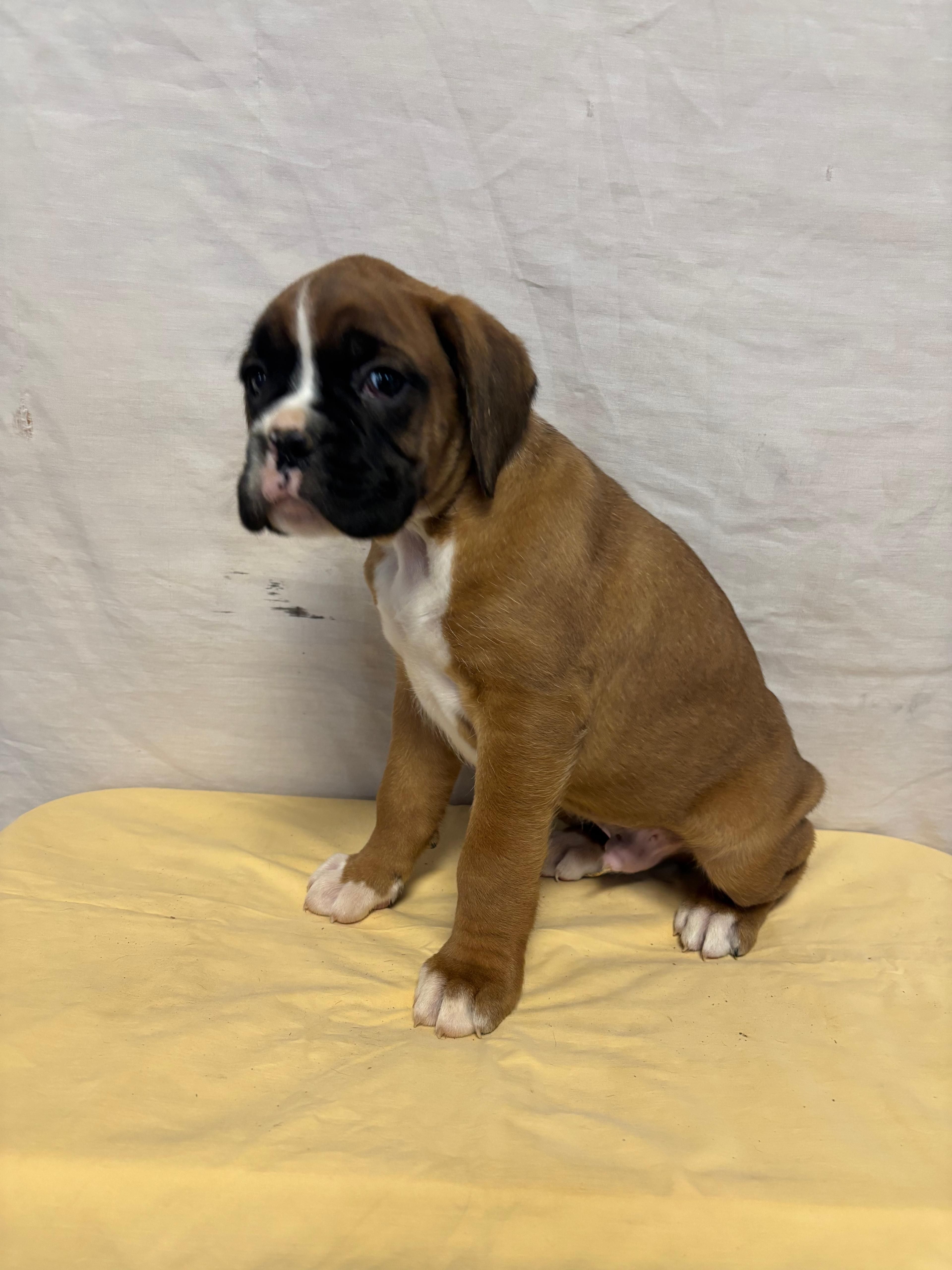 Arthur – Boxer puppy for sale in Wooster, OH