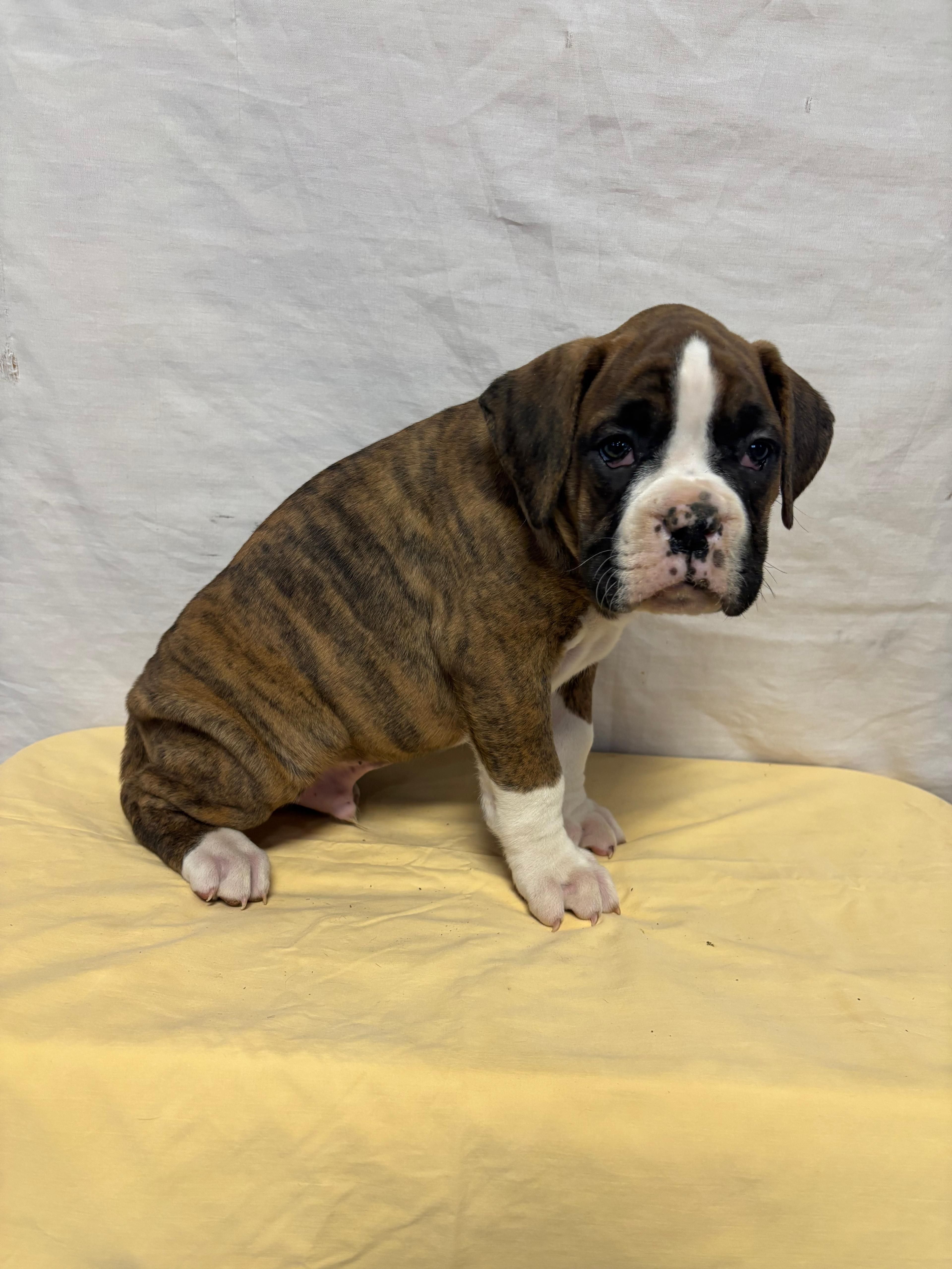 Dakota – Boxer puppy for sale in Wooster, OH