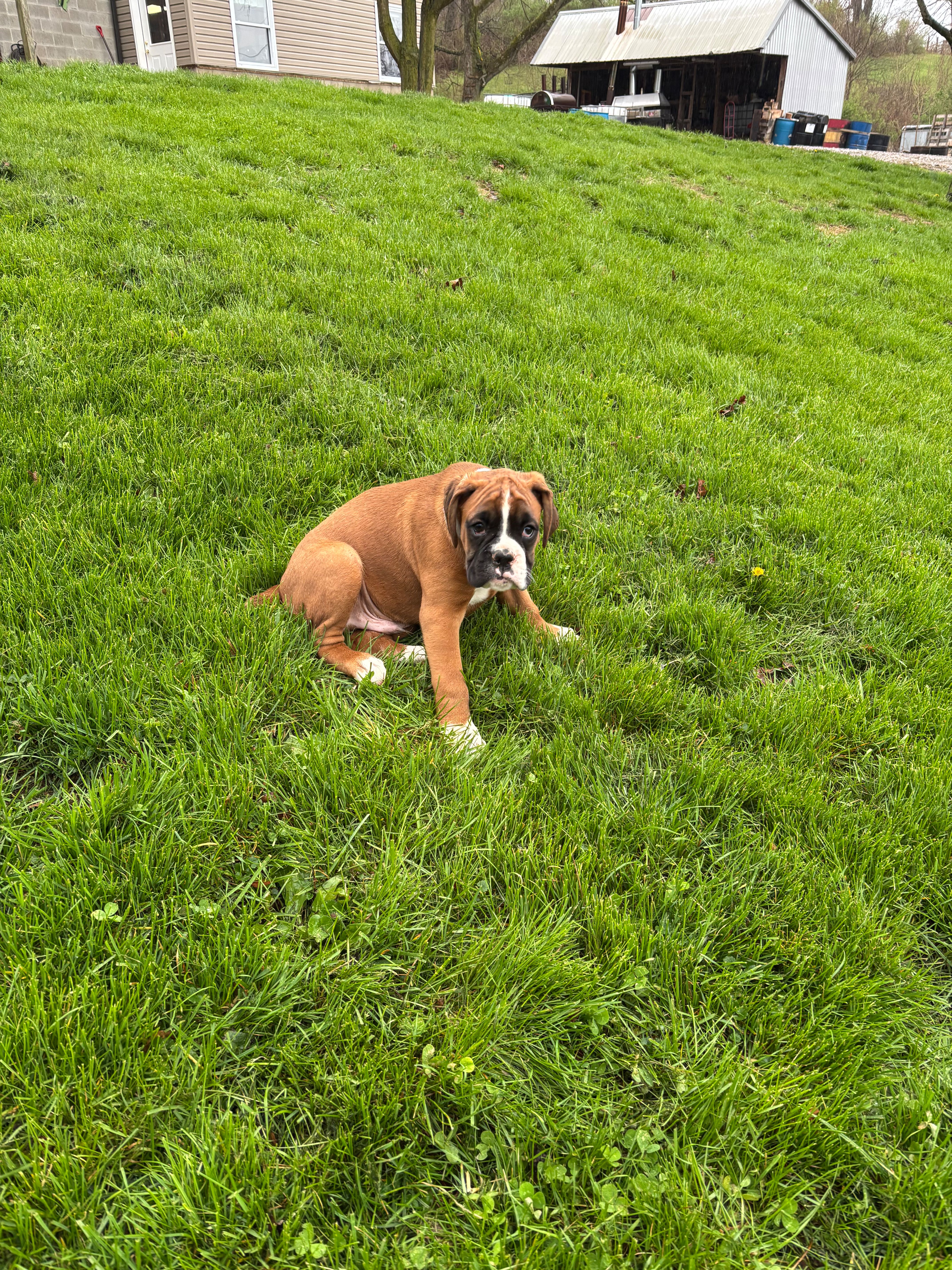 Alex – Boxer puppy for sale in Wooster, OH