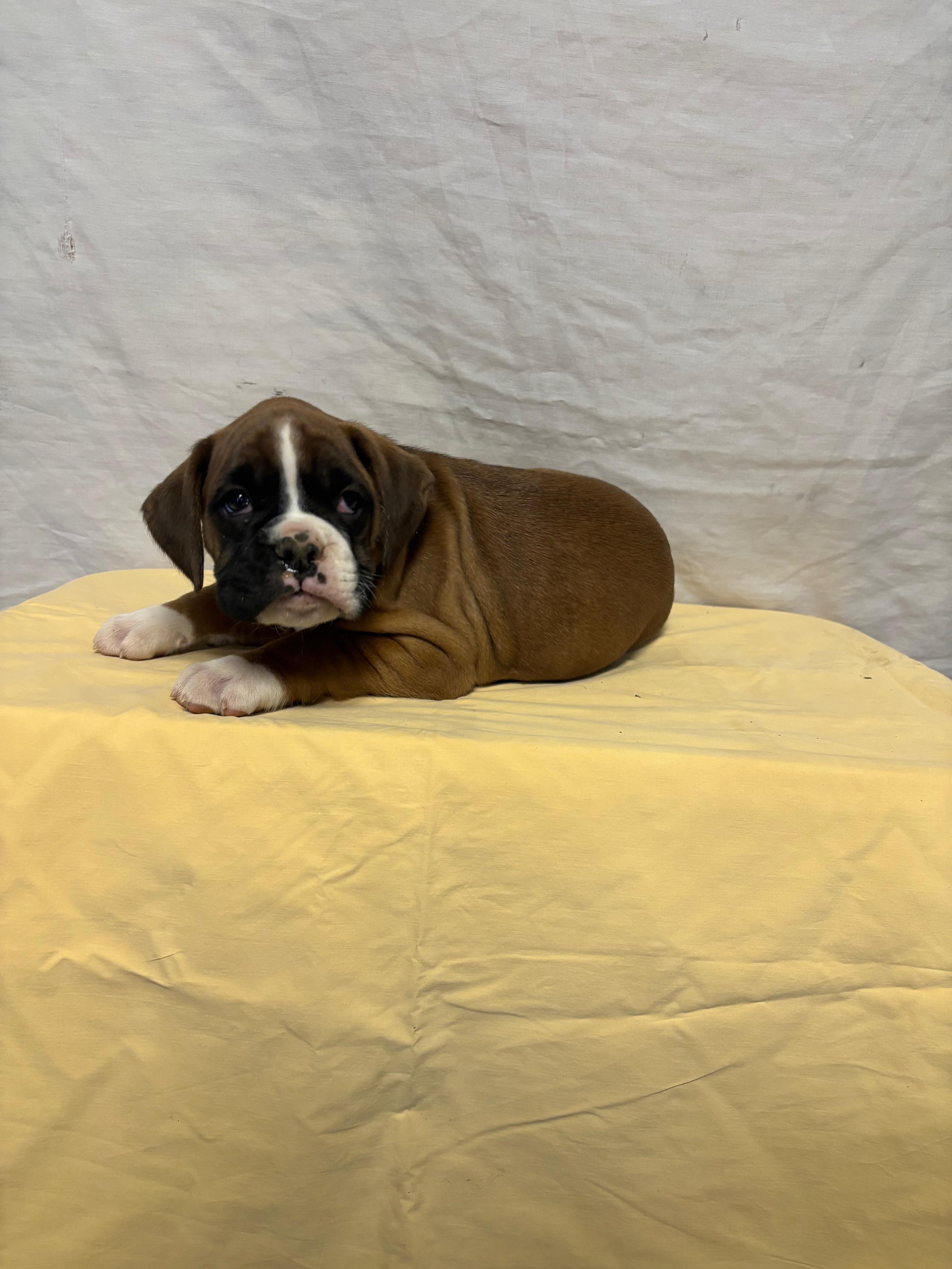 Alex, a male Boxer for sale in Wooster, OH – Photo 3 of 3