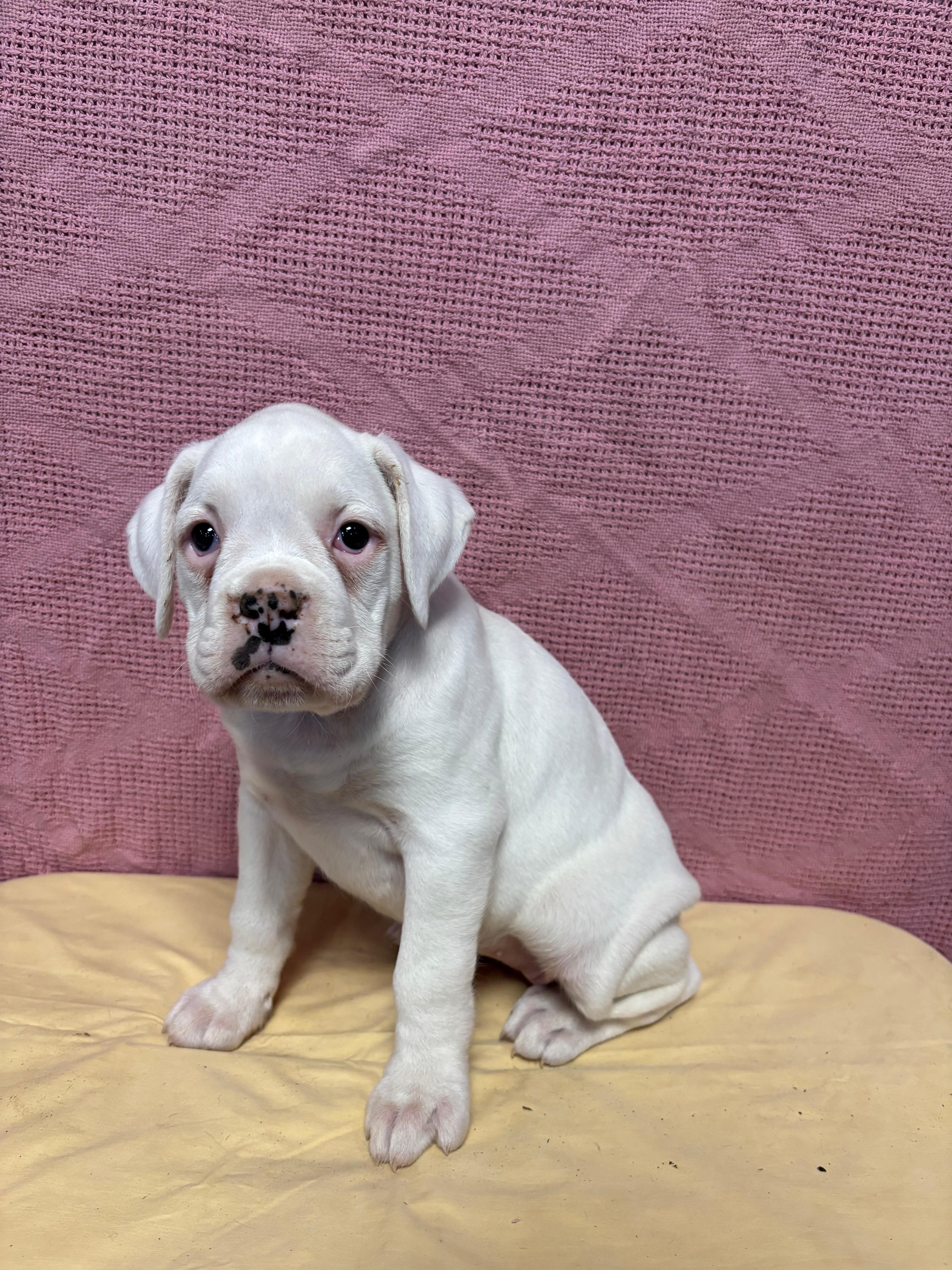 Amber – Boxer puppy for sale in Wooster, OH