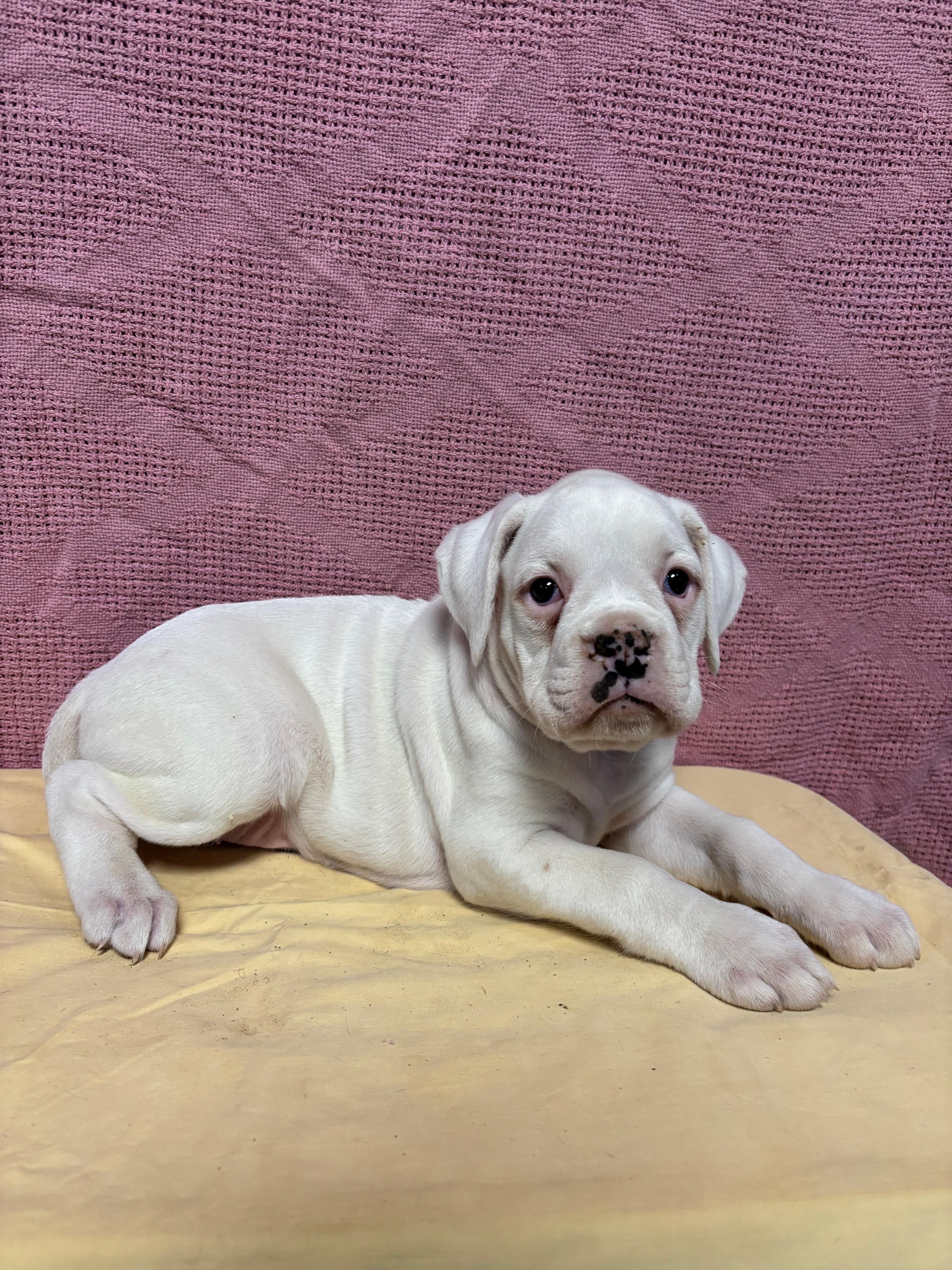 Amber, a female Boxer for sale in Wooster, OH – Photo 3 of 3