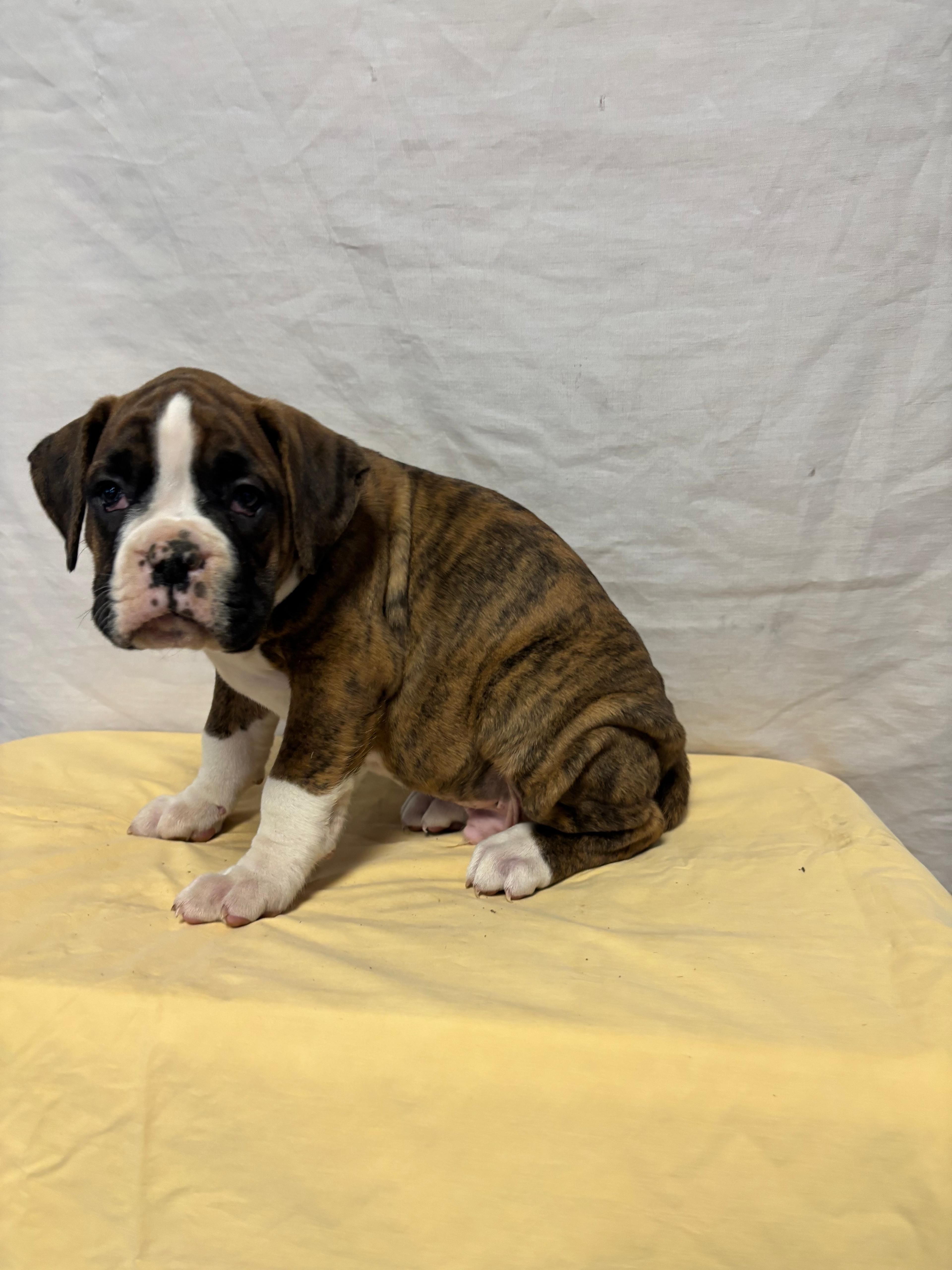 Dakota, a male Boxer for sale in Wooster, OH – Photo 3 of 3