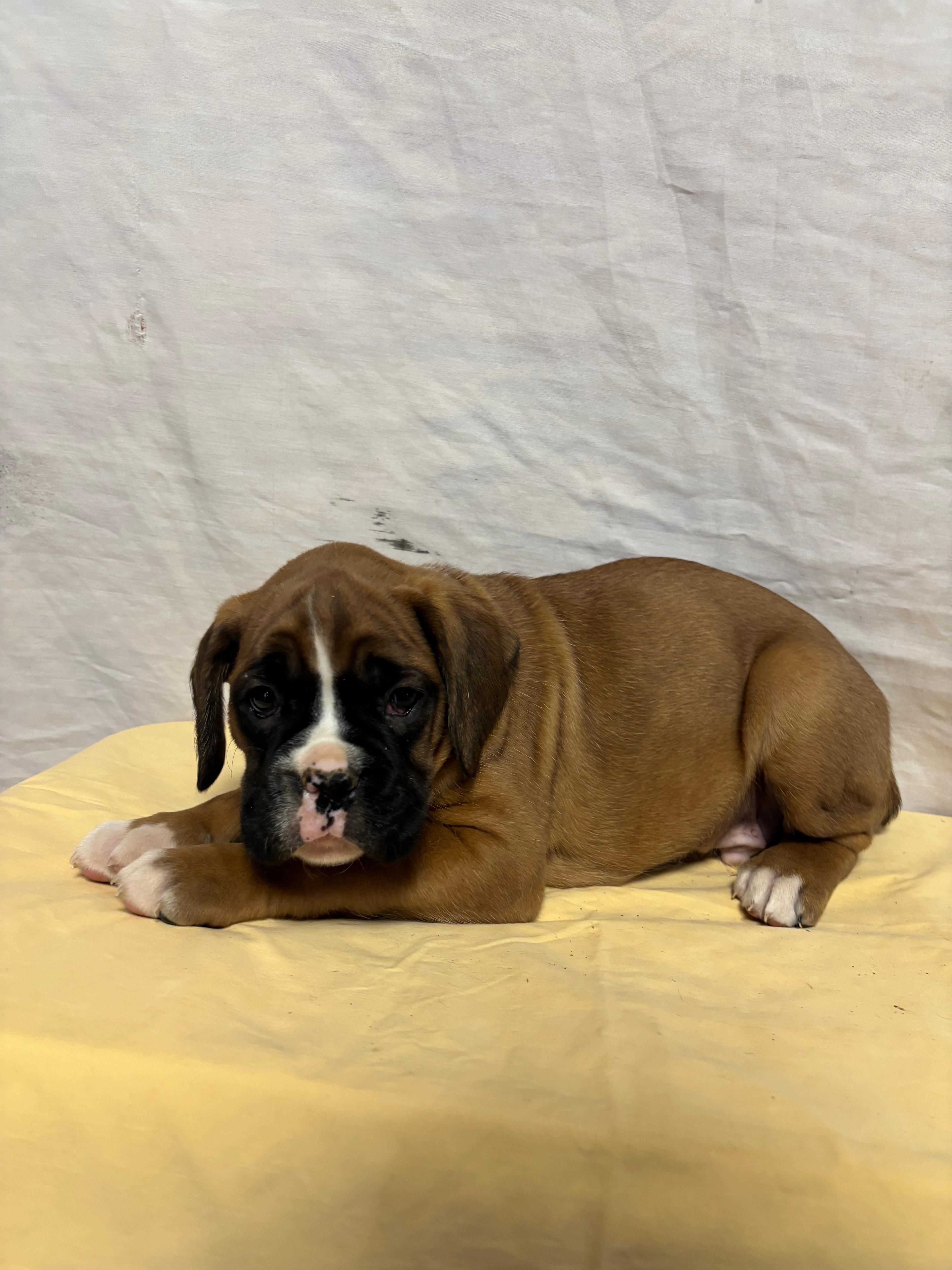 Arthur, a male Boxer for sale in Wooster, OH – Photo 2 of 3