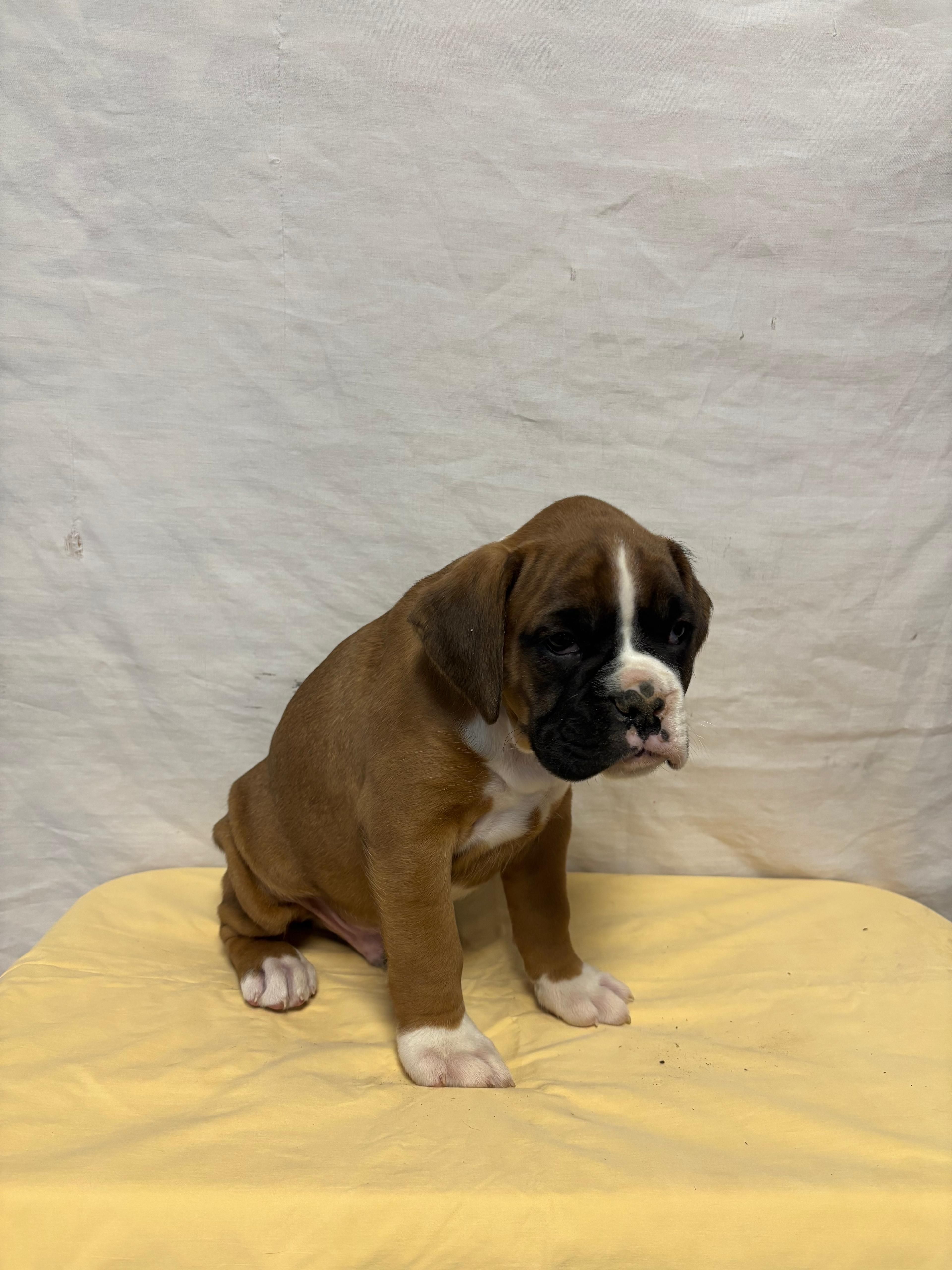 Alex, a male Boxer for sale in Wooster, OH – Photo 2 of 3