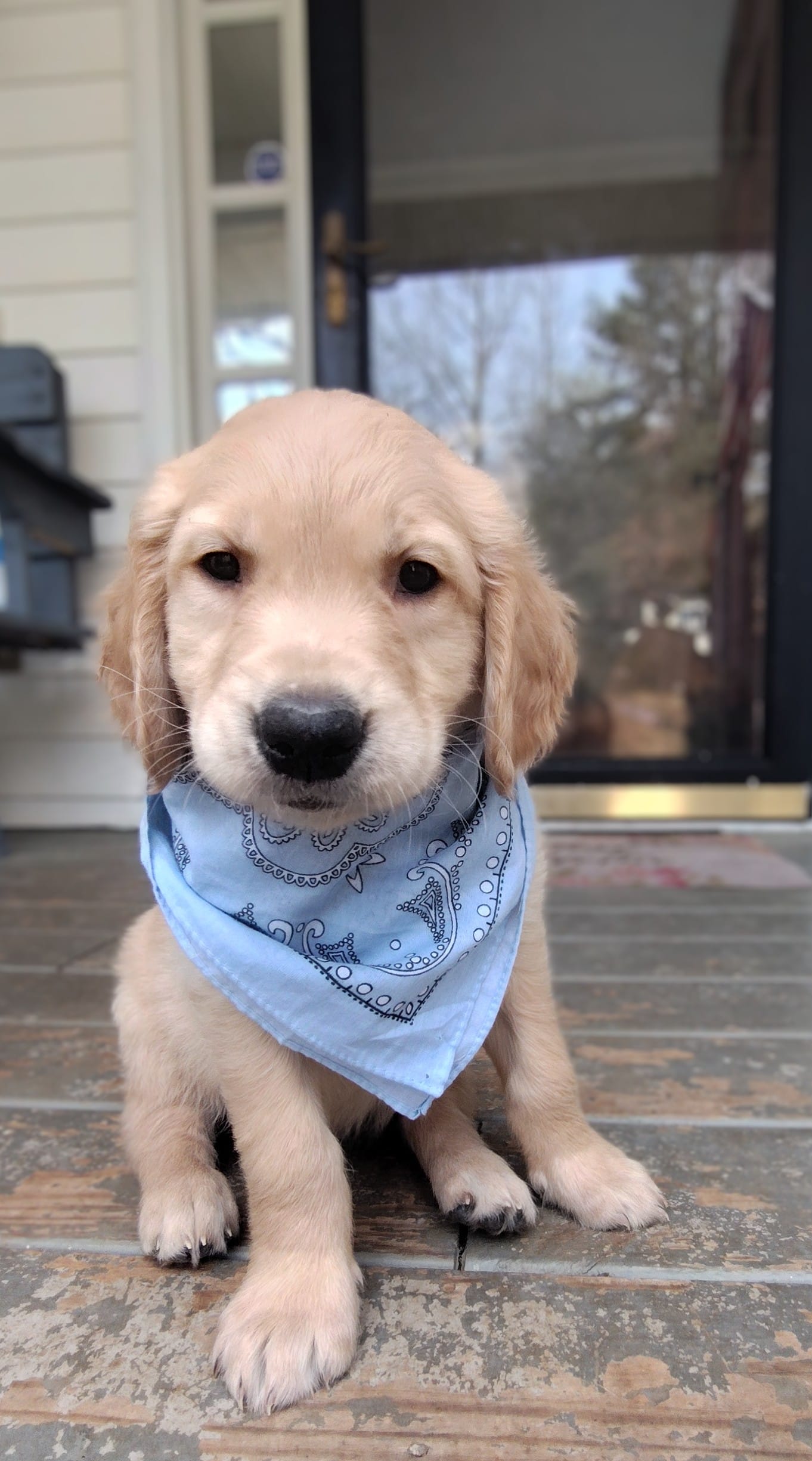 Boy#3 – Golden Retriever, English Cream Golden Retriever puppy for sale in Douglasville, GA