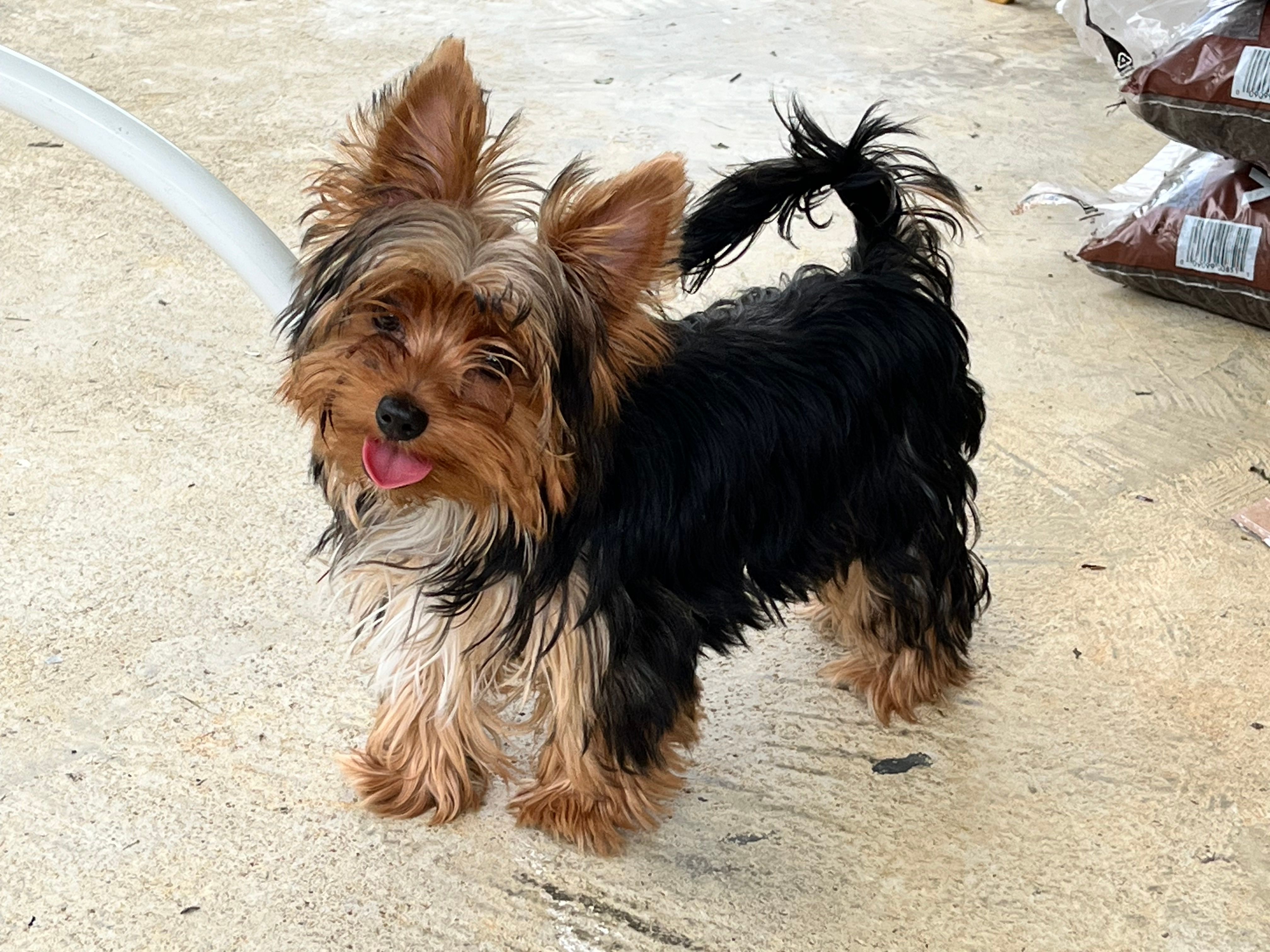 Remi – Yorkshire Terrier puppy for sale in Greeneville, TN