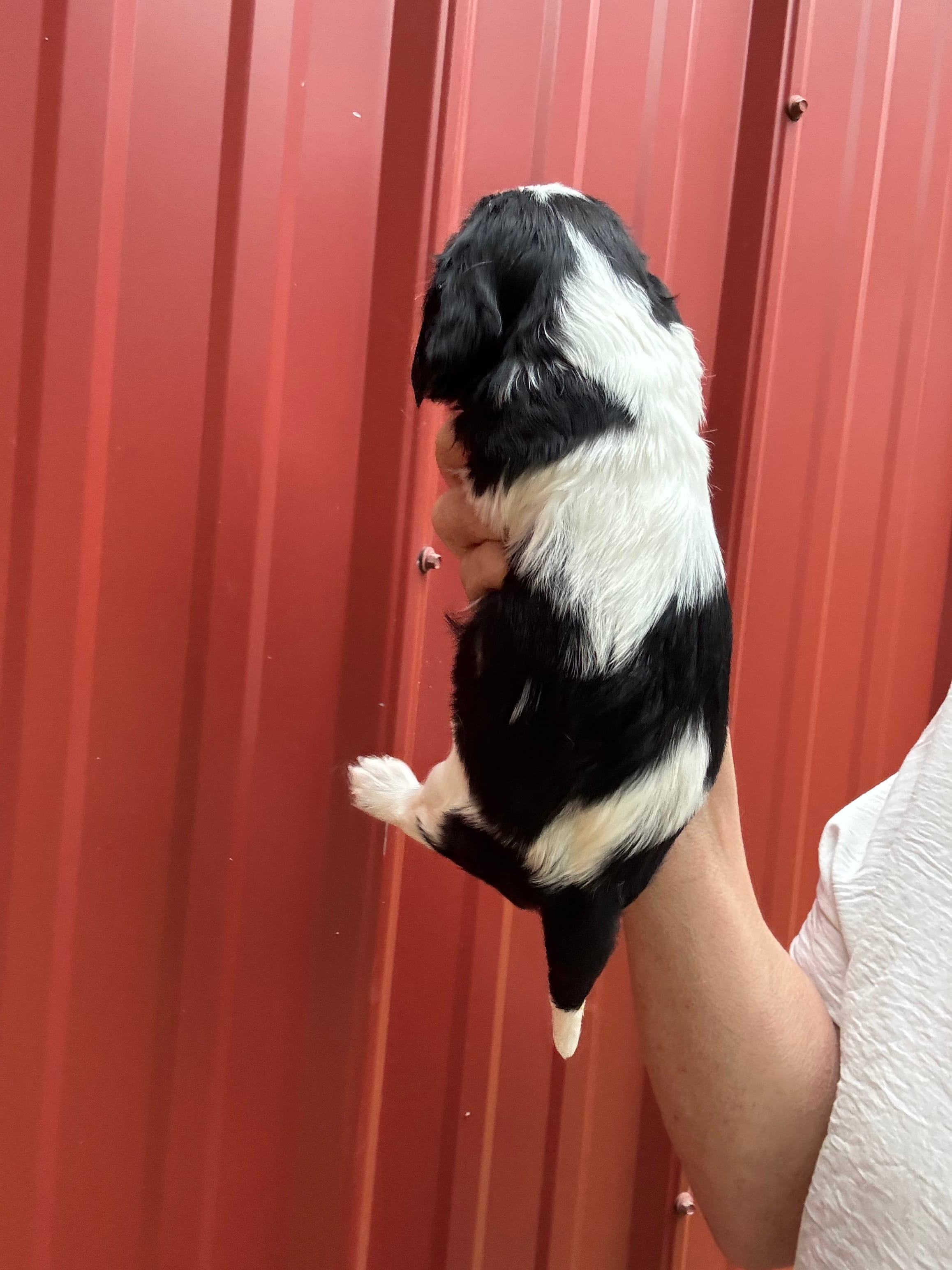 Jacob – Cavalier King Charles Spaniel puppy for sale in Pell City, AL