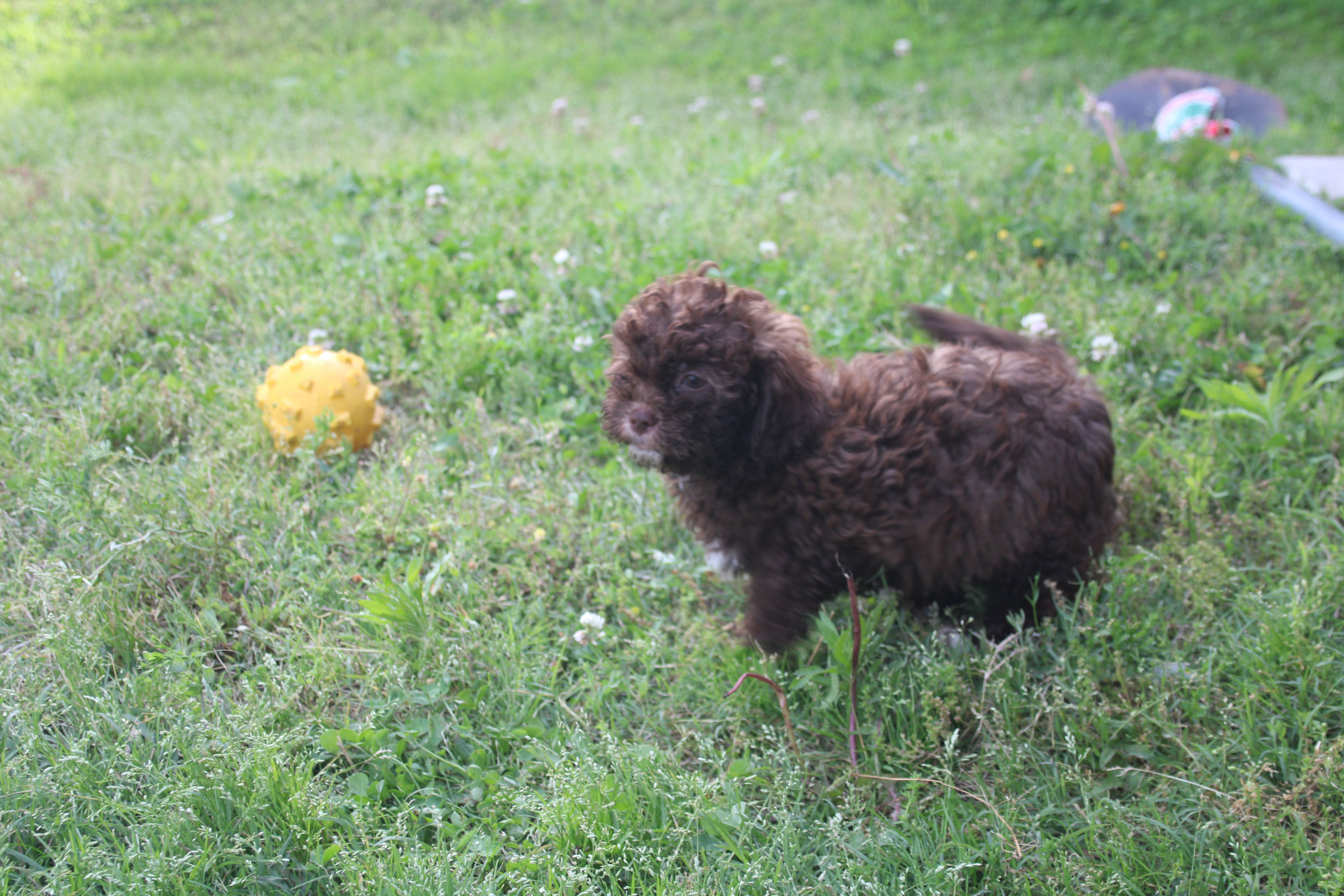 Johnny Cash – Shihpoo puppy for sale in Lowell, AR