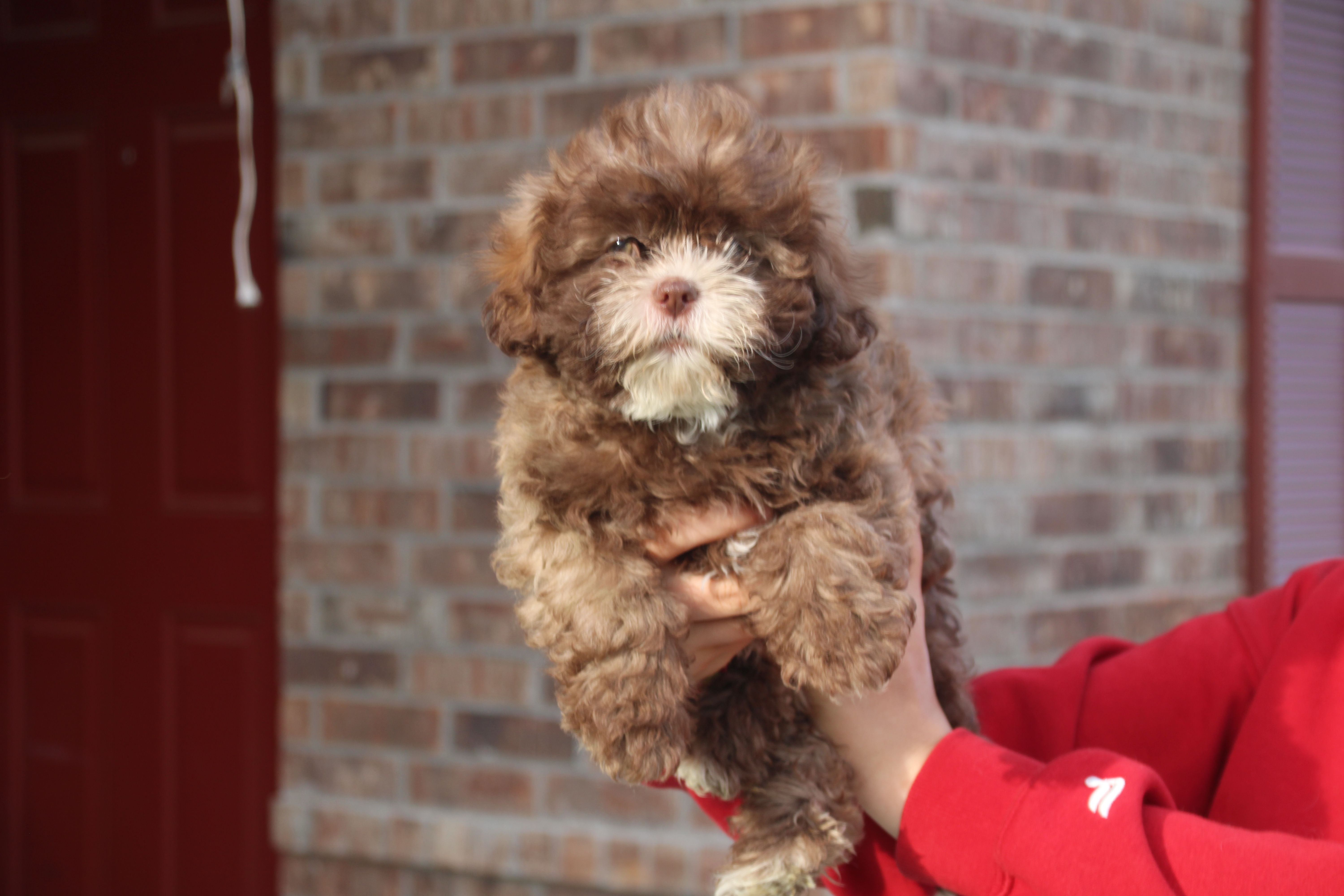 Belle Starr – Shihpoo puppy for sale in Lowell, AR