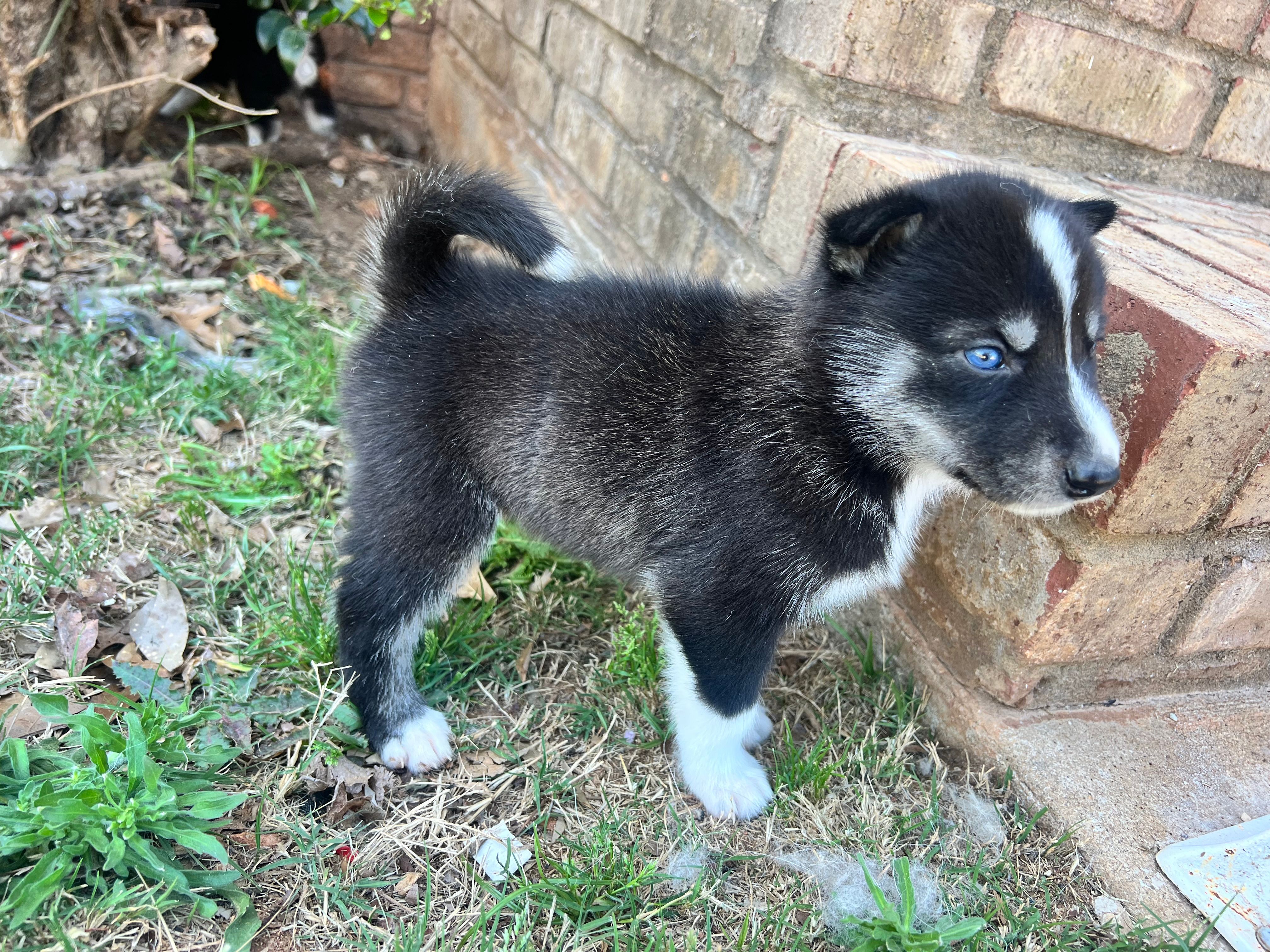 Milo – Siberian Husky puppy for sale in Covington, GA