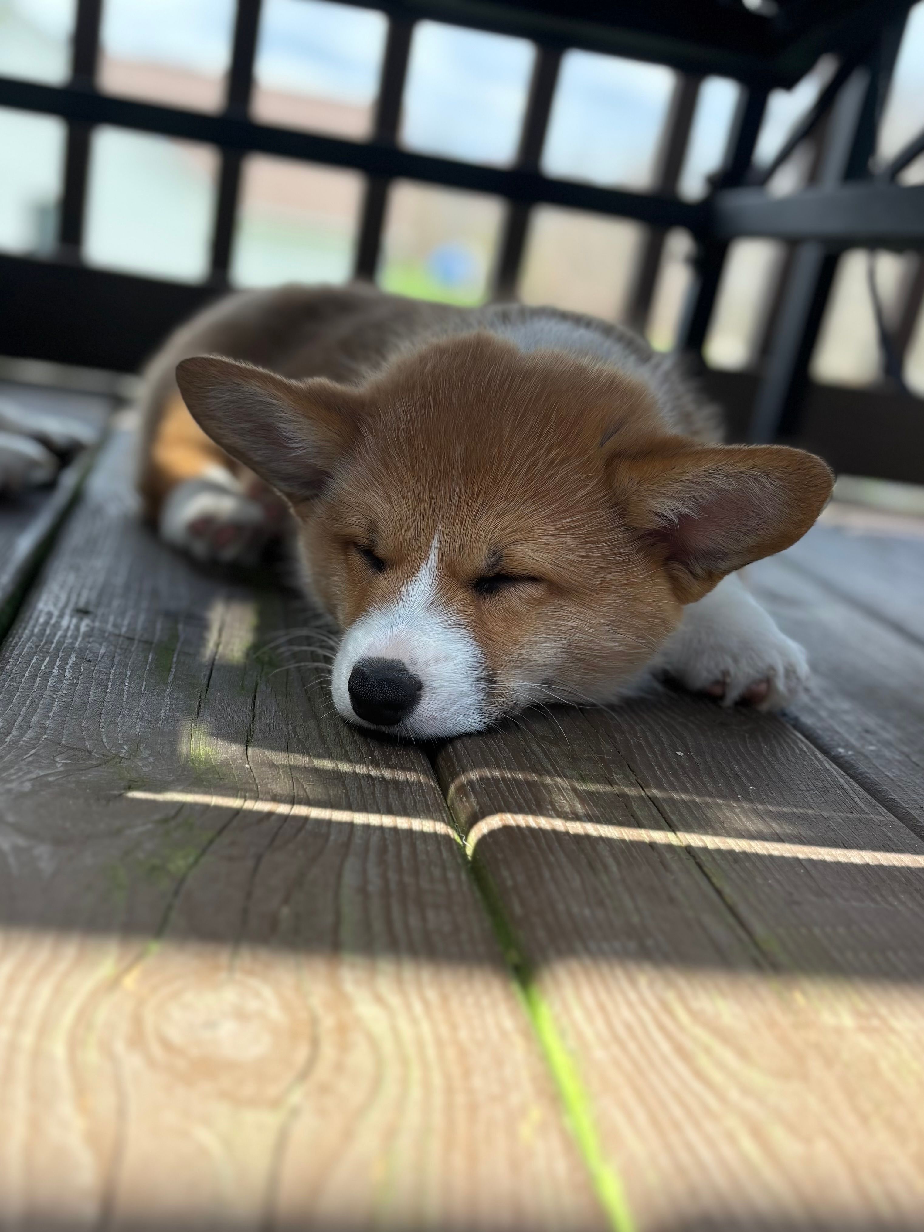 Teddy  – Pembroke Welsh Corgi puppy for sale in Greenville, MI