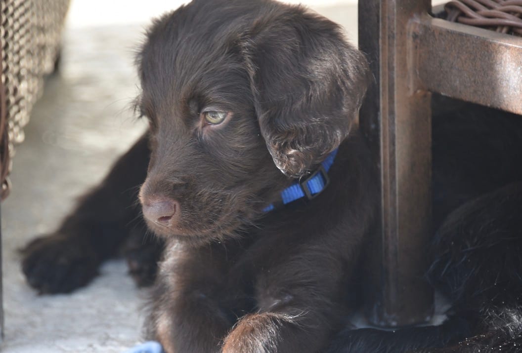 Pumpernickel  – Labradoodle puppy for sale in Stuart, FL