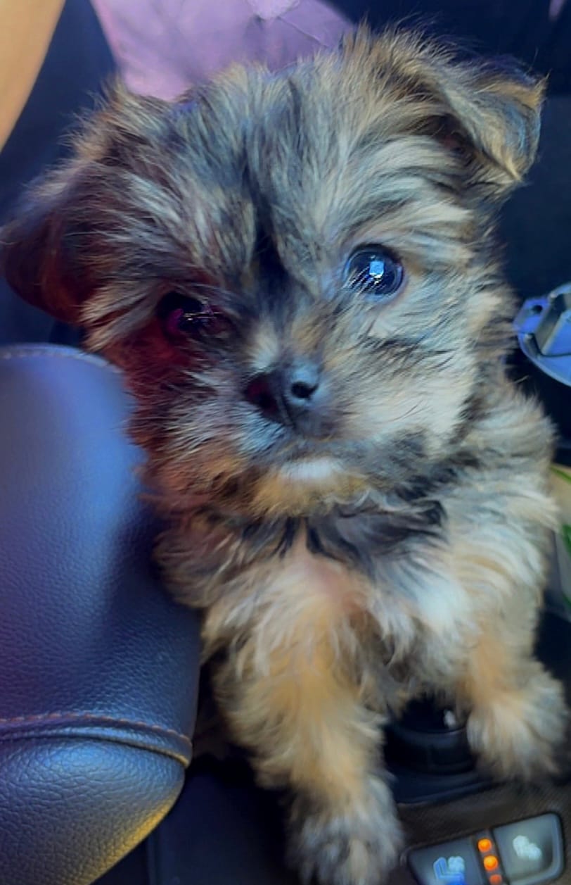 Missy – Yorkshire Terrier puppy for sale in Phoenix, AZ