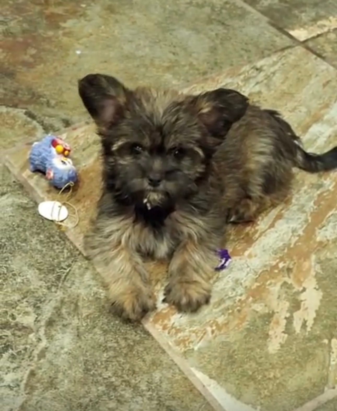 Hugo – Yorkshire Terrier puppy for sale in Phoenix, AZ