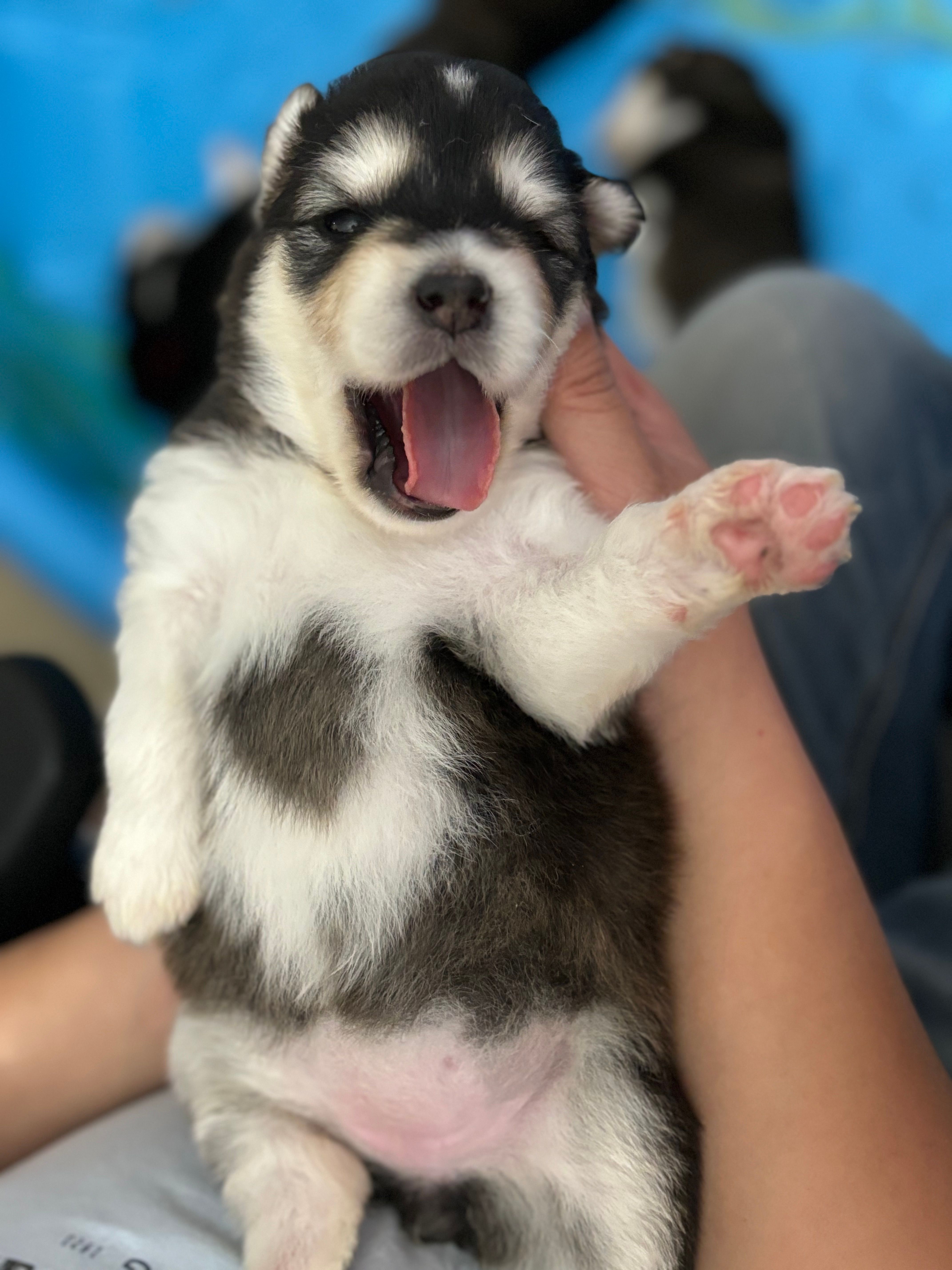 Pink Girl – Alaskan Malamute puppy for sale in North Dartmouth, MA