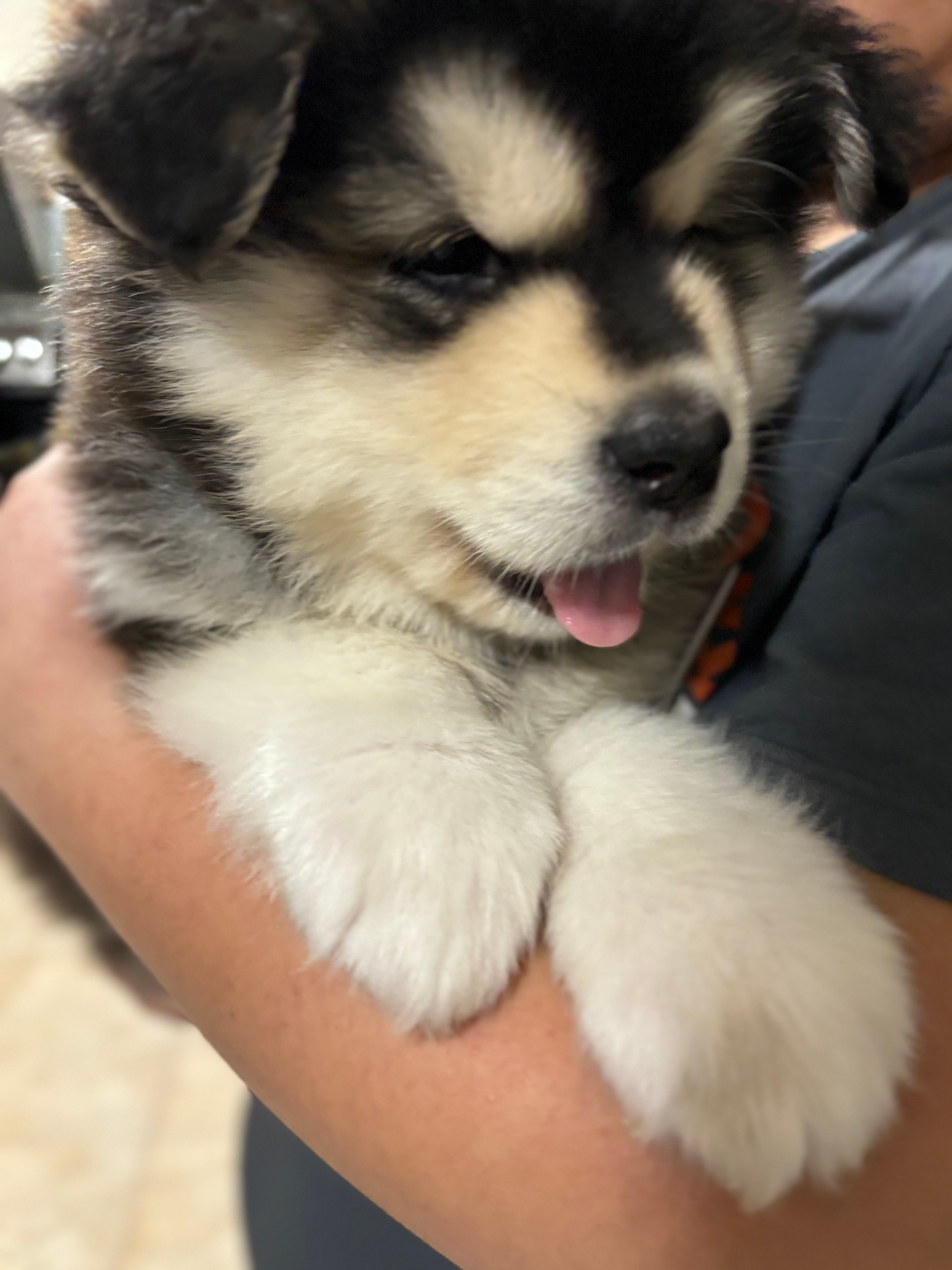 Blue Boy(long hair) – Alaskan Malamute puppy for sale in North Dartmouth, MA