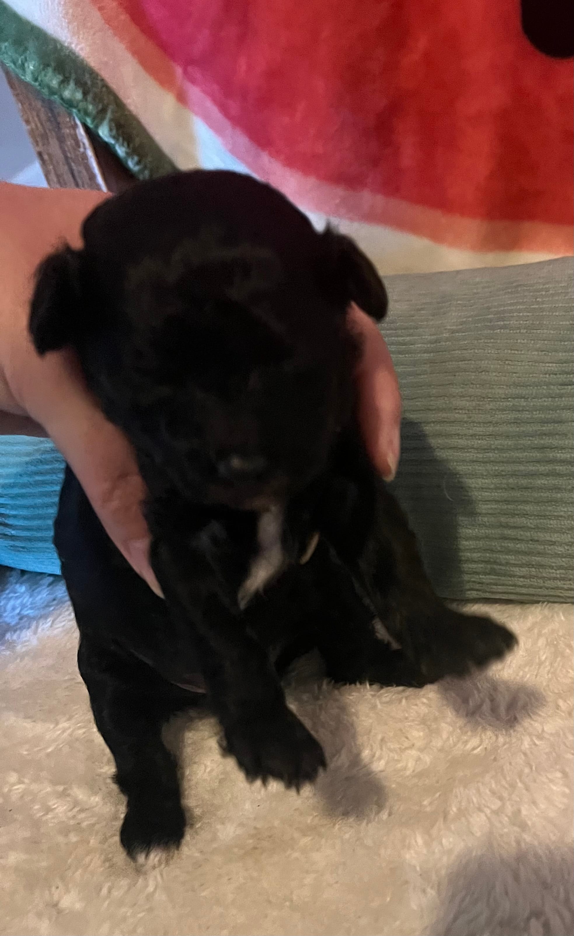 Lily – Poodle - Toy  puppy for sale in Springfield, TN