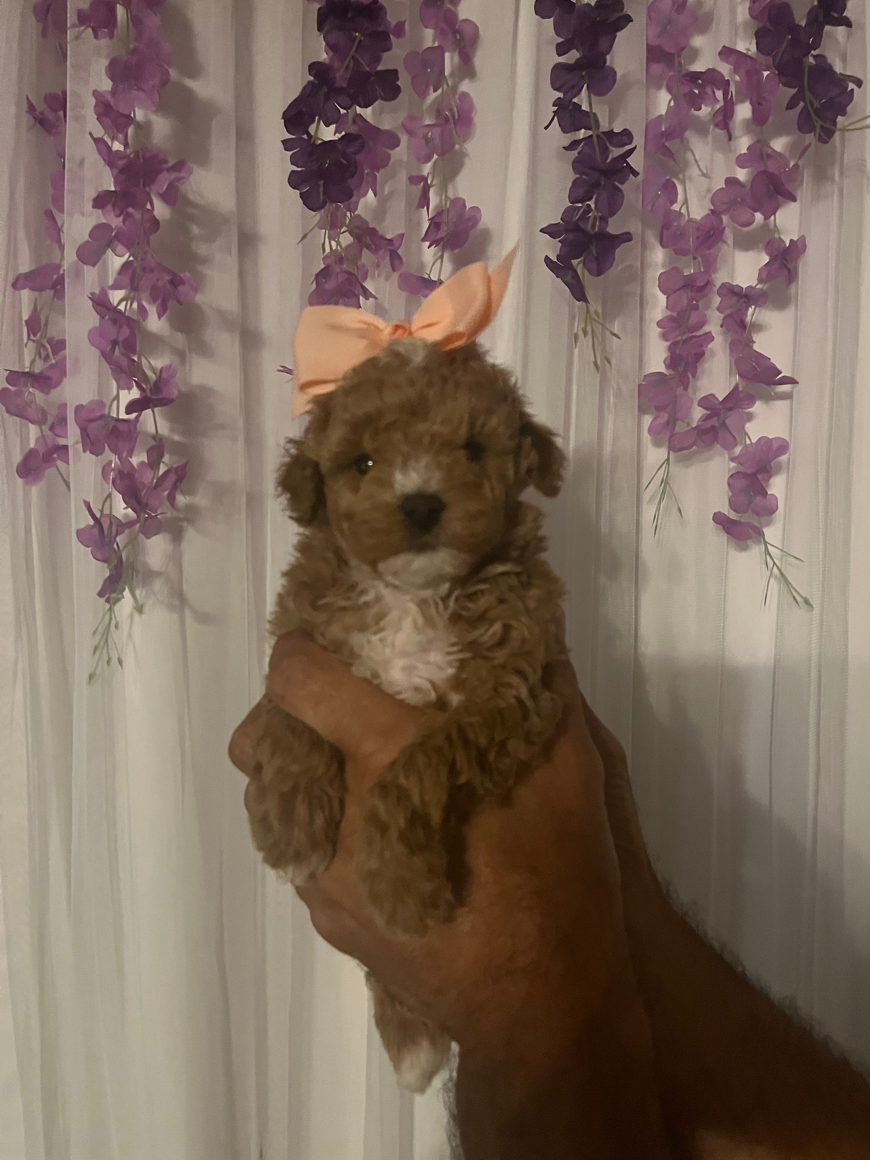 Iris – Poodle - Toy  puppy for sale in Springfield, TN