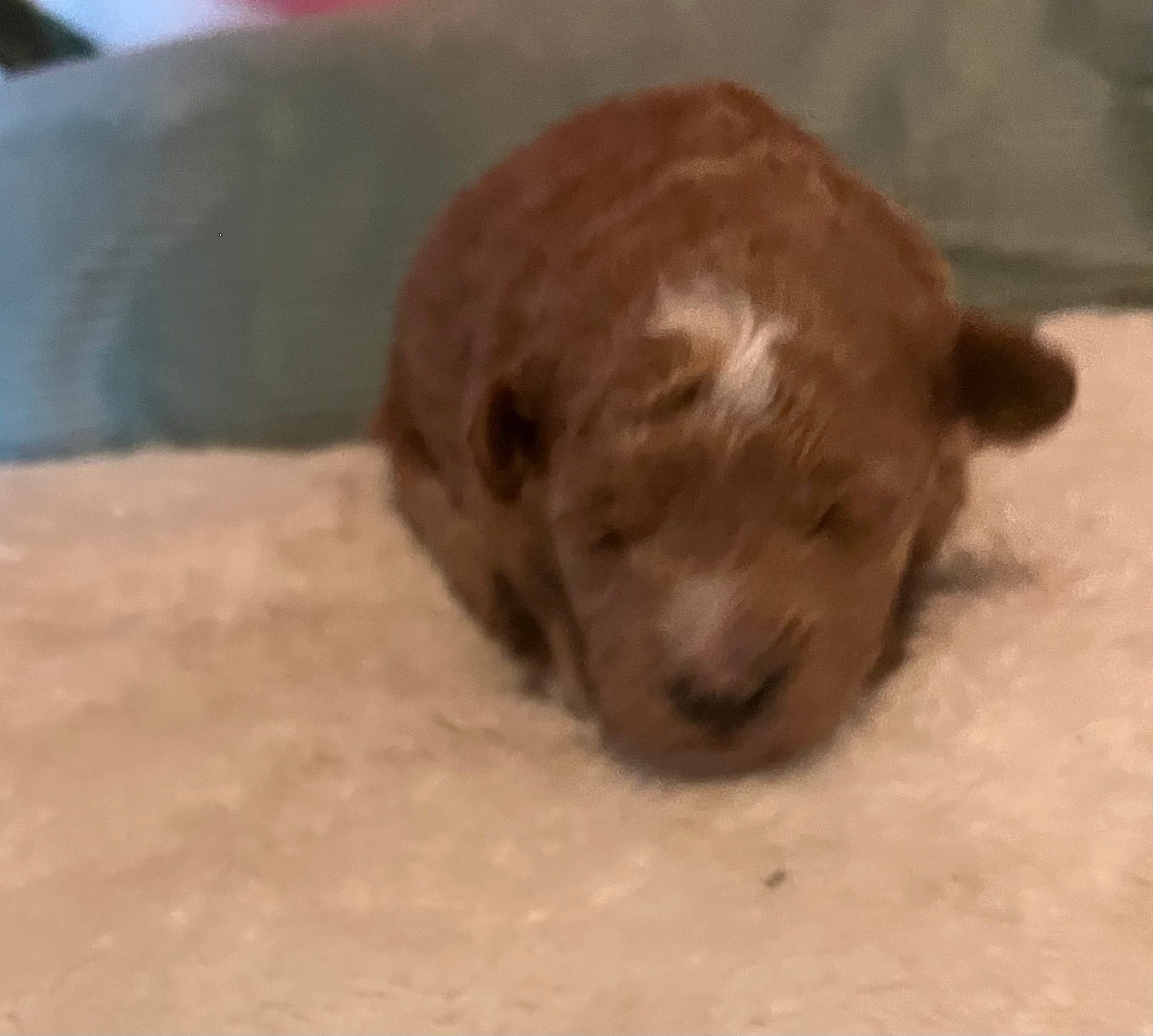 Iris – Poodle - Toy  puppy for sale in Springfield, TN