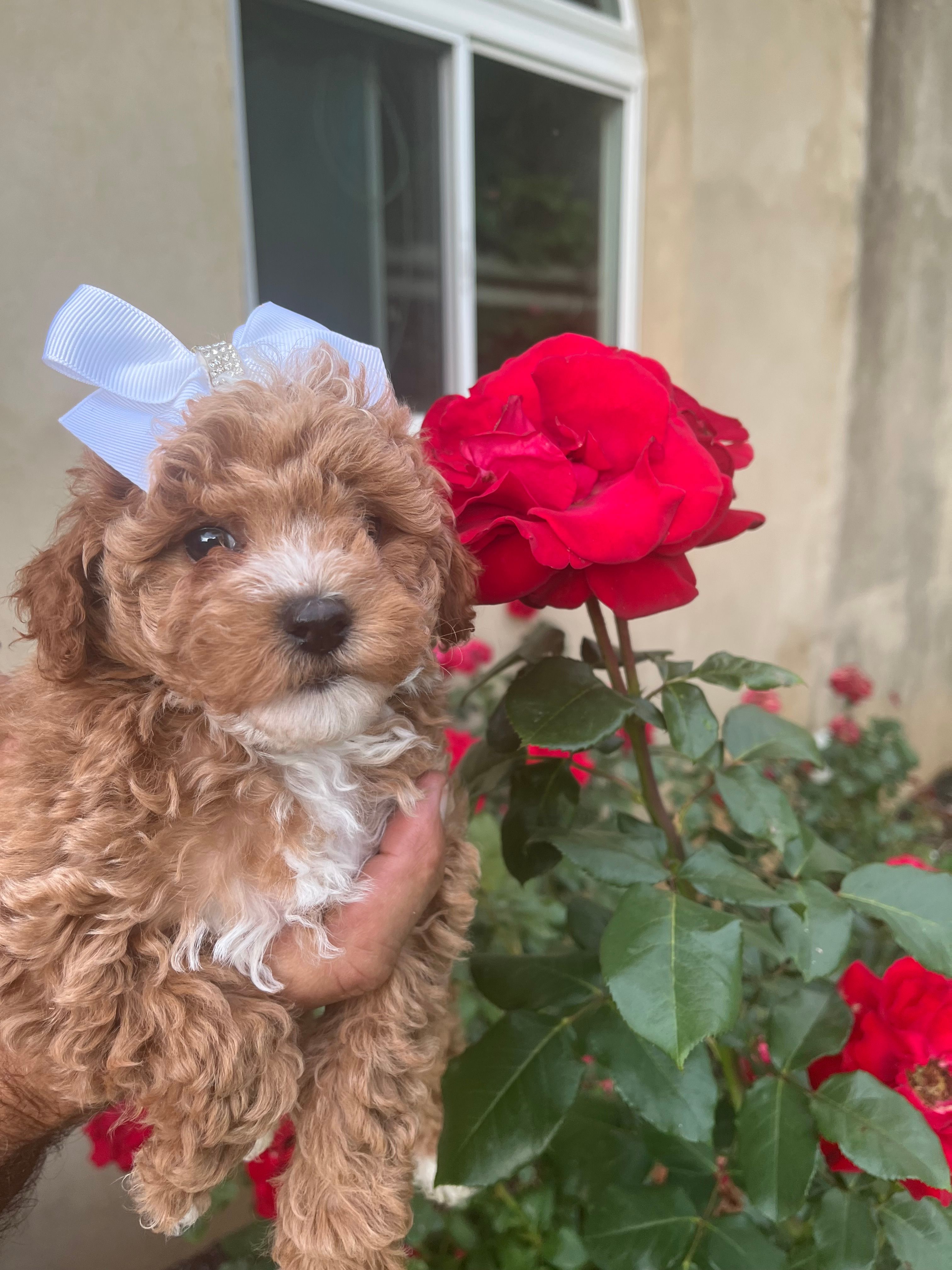Iris – Poodle - Toy  puppy for sale in Springfield, TN